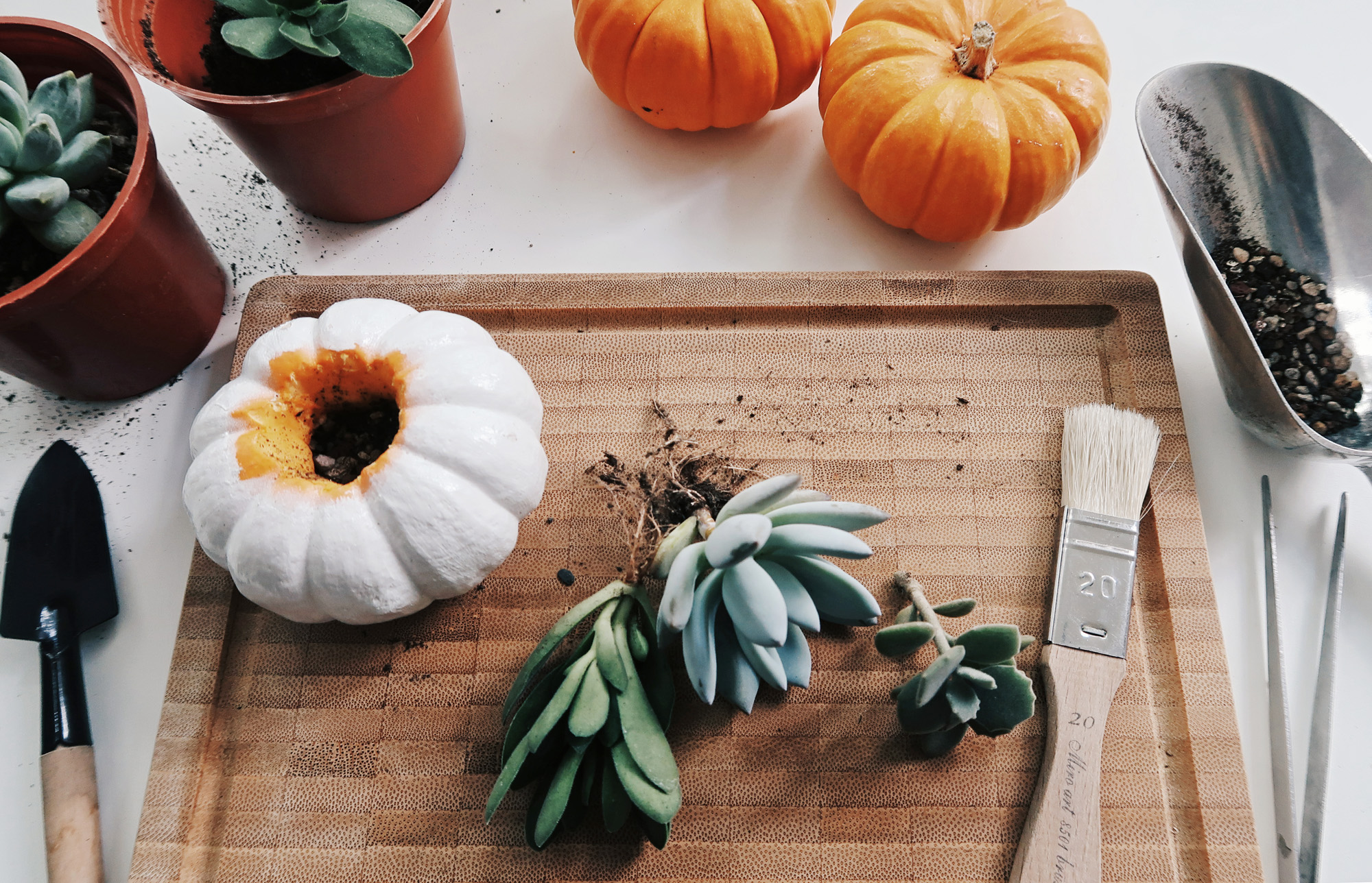 DIY手作教學：萬聖節・白色南瓜多肉盆栽 Pumpkin Planters