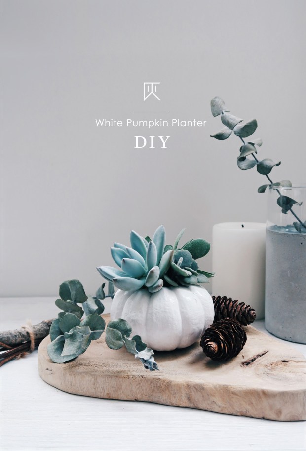 DIY手作教學:萬聖節・白色南瓜多肉盆栽