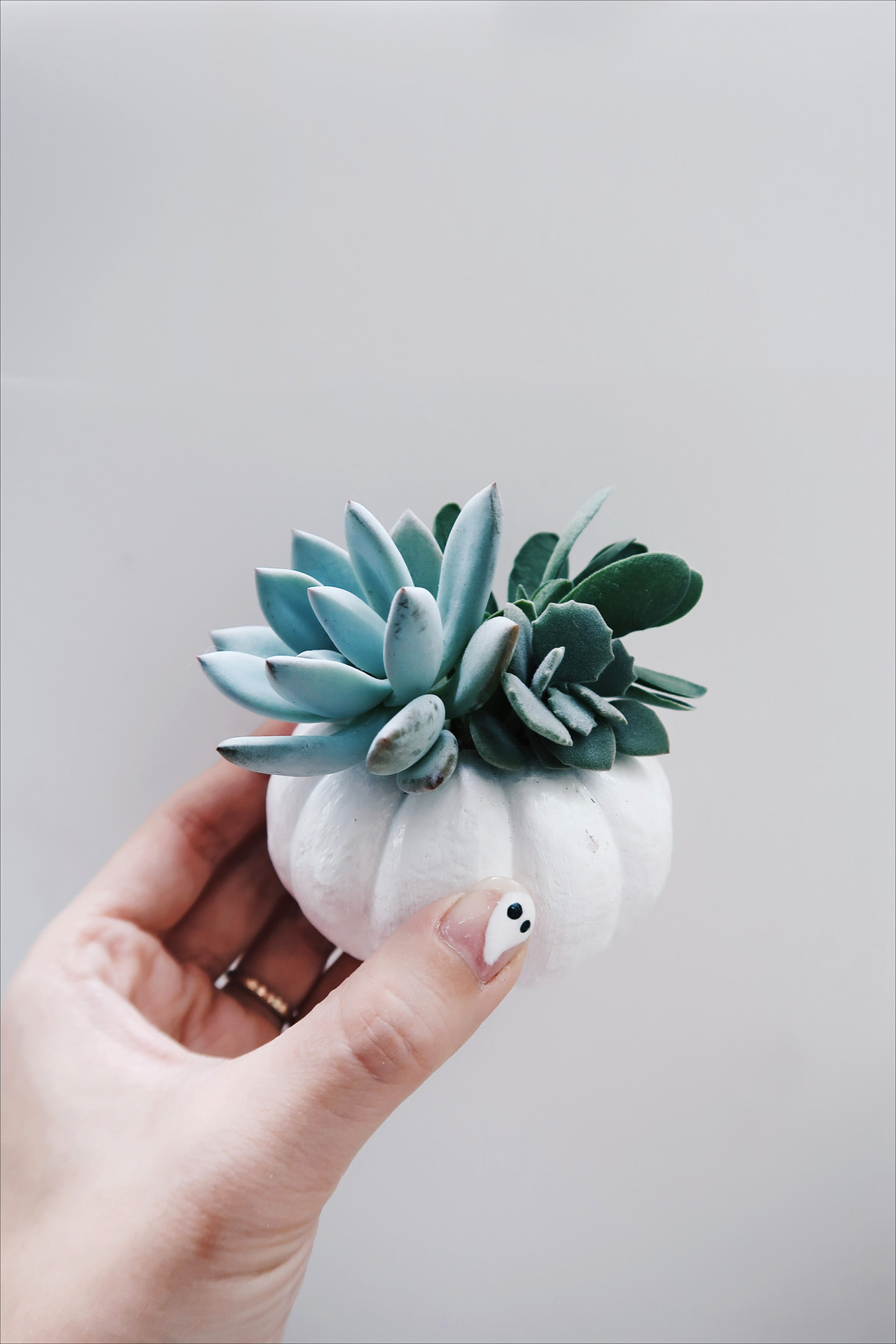 迷你南瓜多肉盆栽