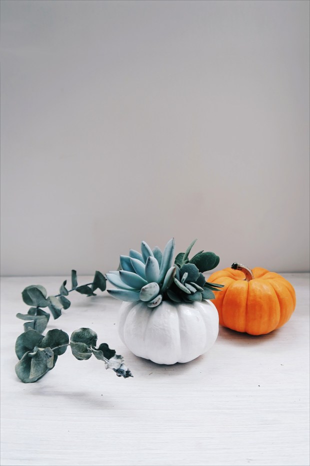 DIY手作教學:萬聖節・白色南瓜多肉盆栽