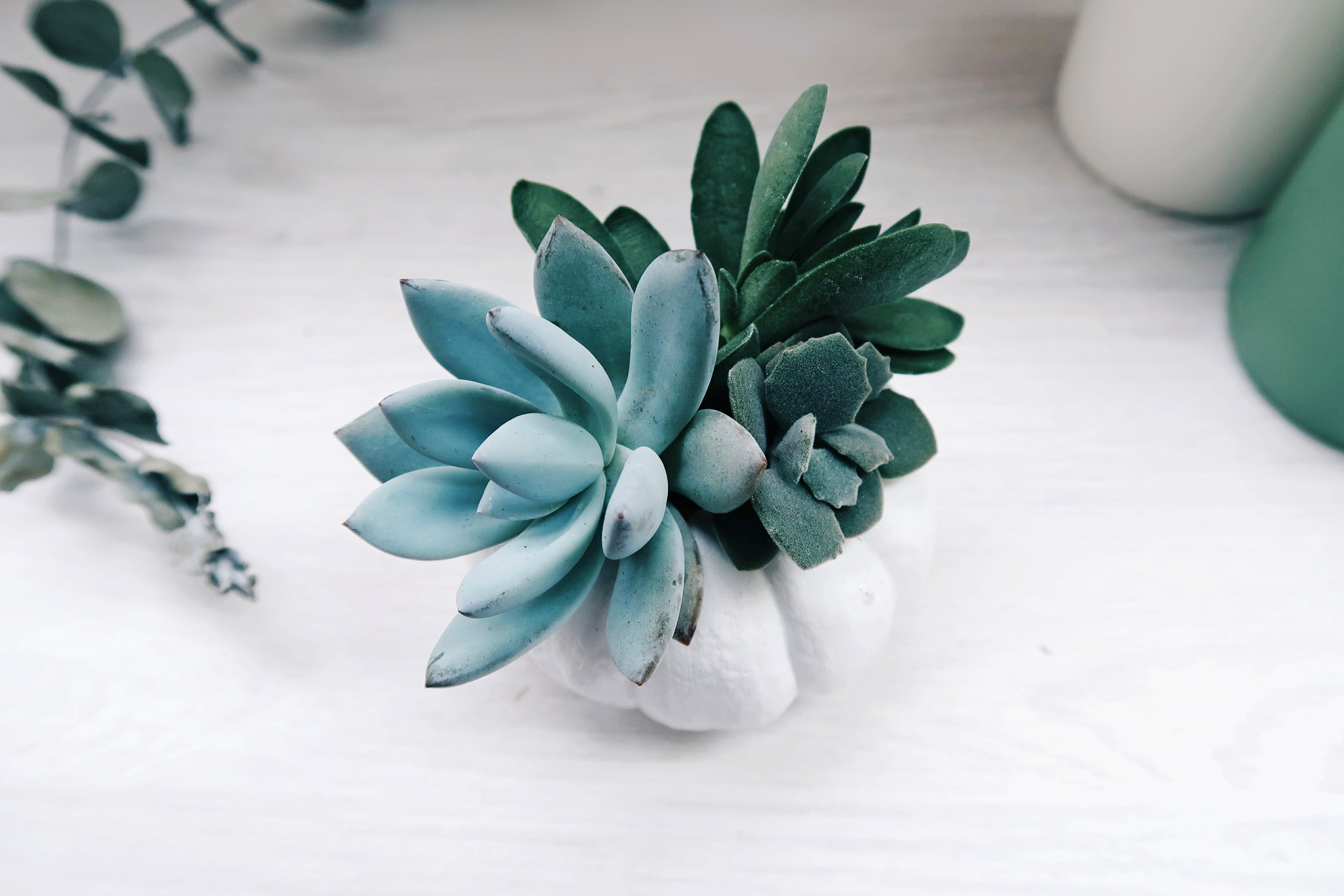 DIY手作教學：萬聖節・白色南瓜多肉盆栽