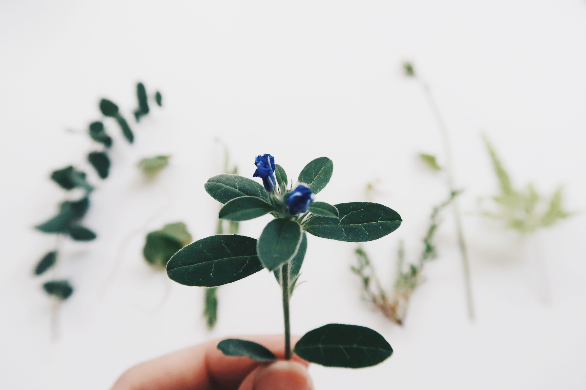 / 灰調 / DIY手作小教學：透明壓花掛畫 Sept 1