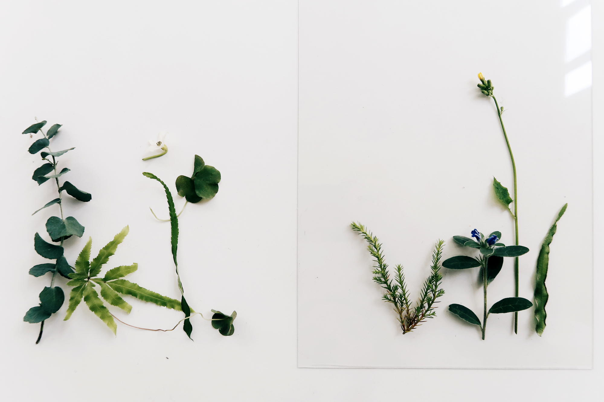 / 灰調 / DIY手作小教學：透明壓花掛畫 Sept 2