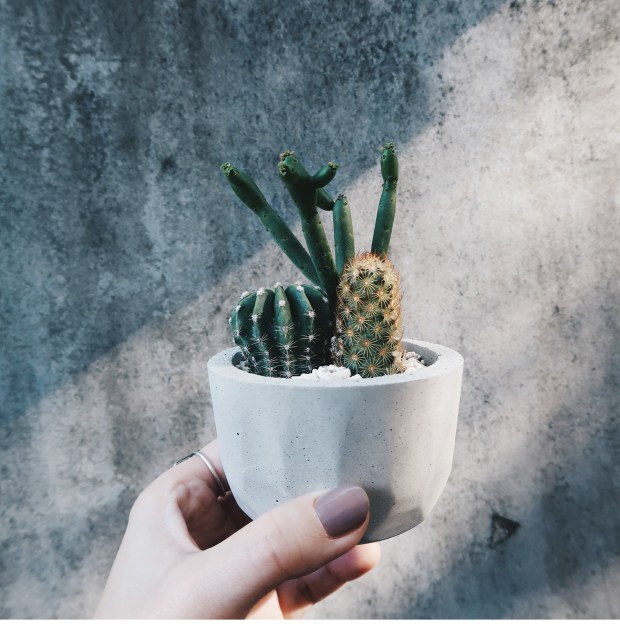 KOH-I-NOOR 光之山多肉/仙人掌組合盆栽