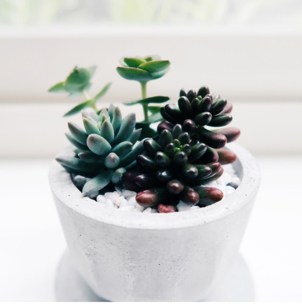 Concrete Design 水泥家飾・居家擺飾・植物生活・設計禮物