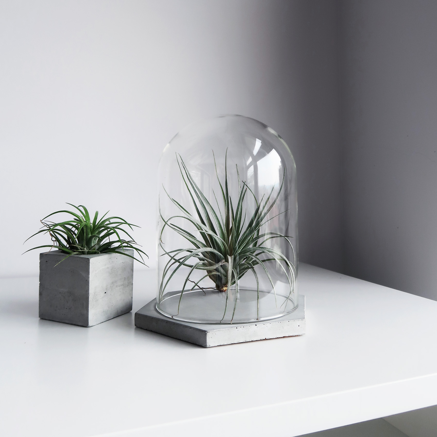 六角水泥飾盤玻璃鐘罩・陳列・展示