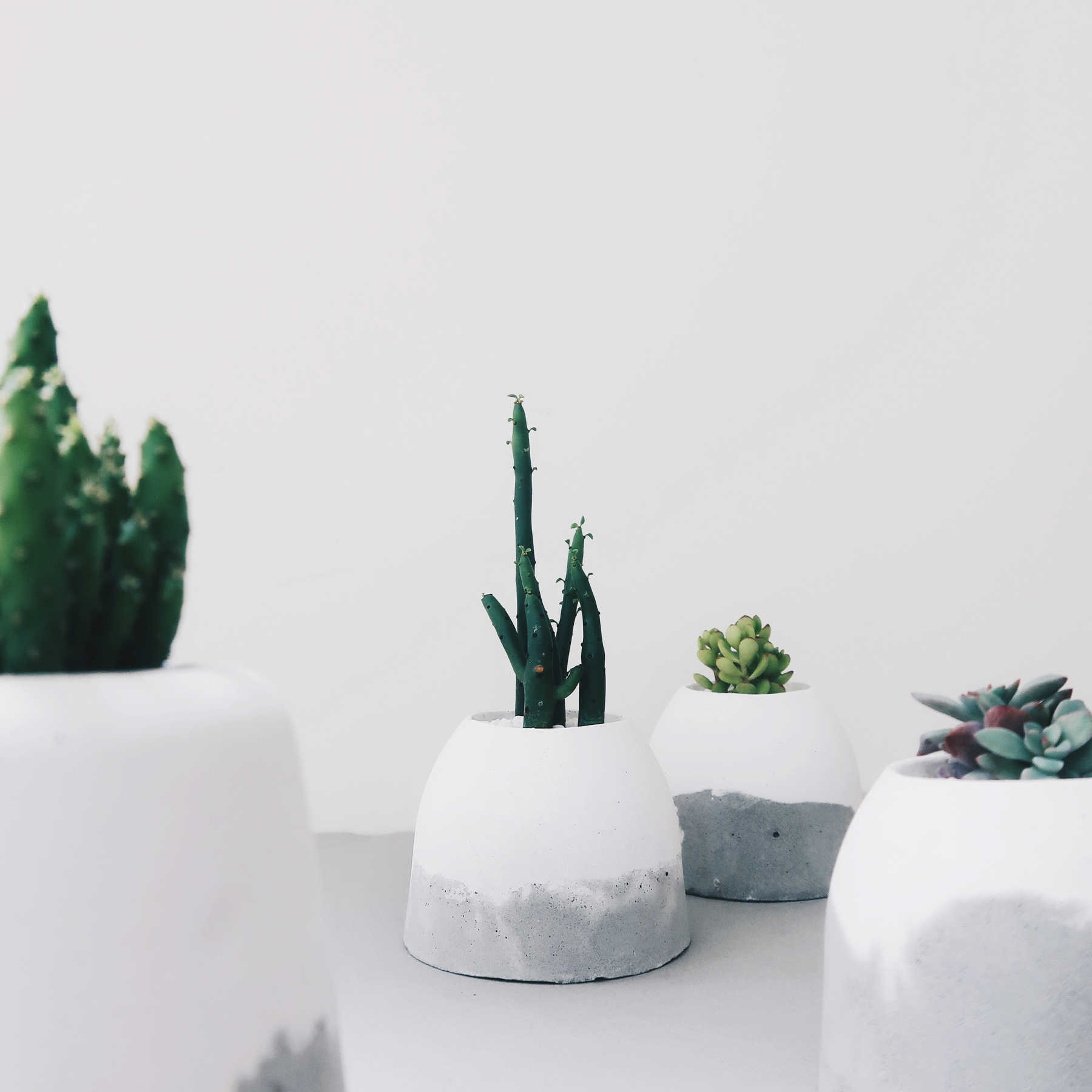 HILL ISLAND 小島山雪景大戟珊瑚水泥盆栽