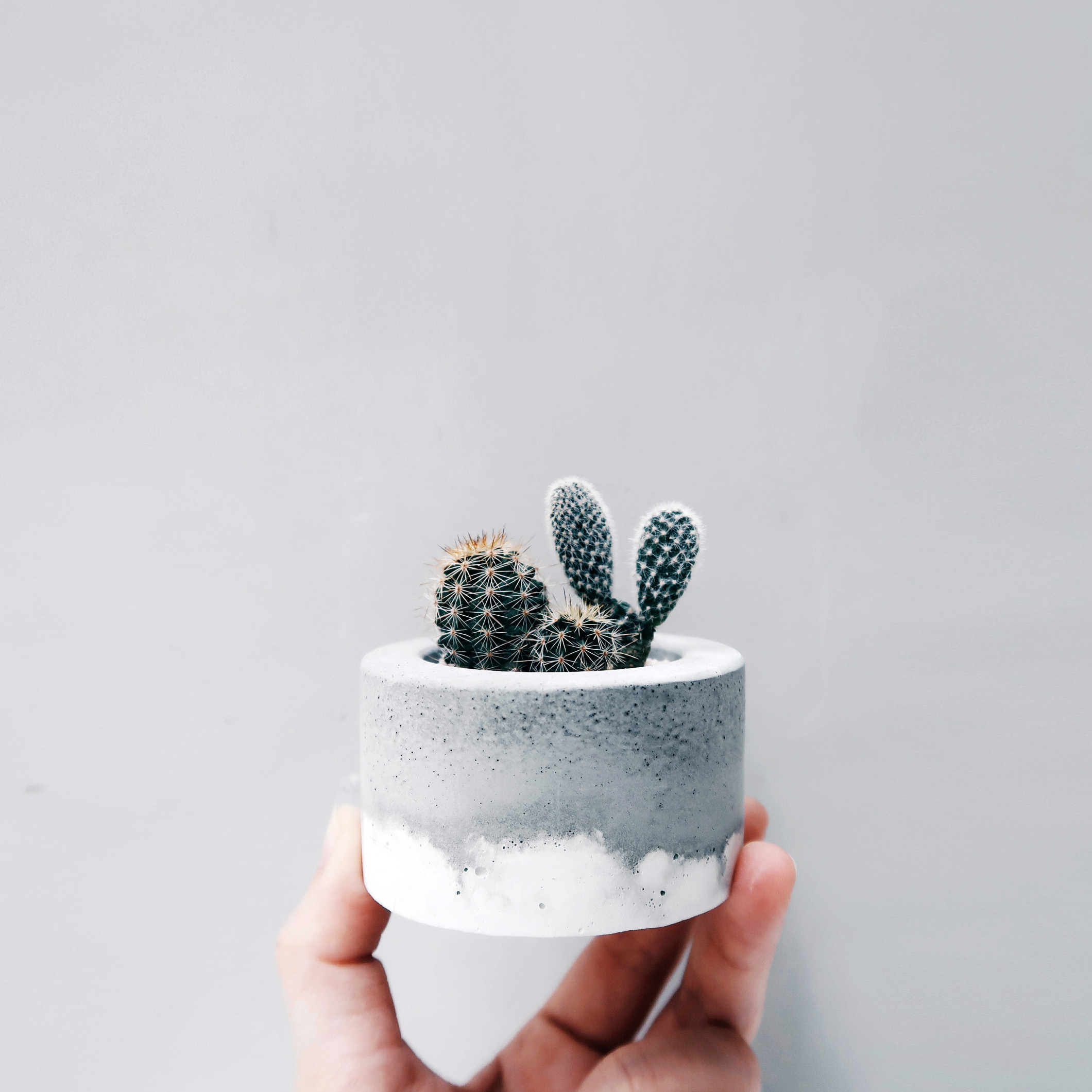 LITTLE CAKE 小圓蛋糕 / 仙人掌・多肉鮮奶油水泥盆栽