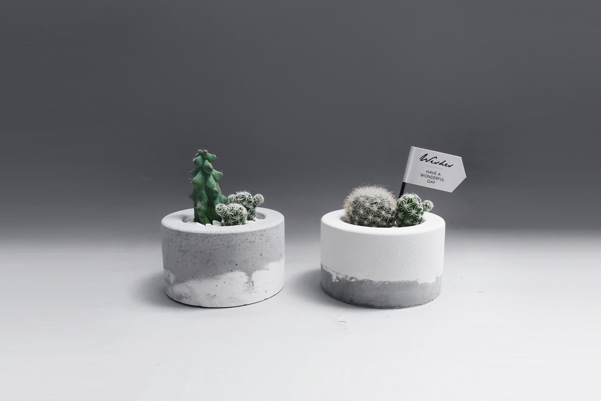 LITTLE CAKE 小圓蛋糕 / 仙人掌・多肉鮮奶油水泥盆栽