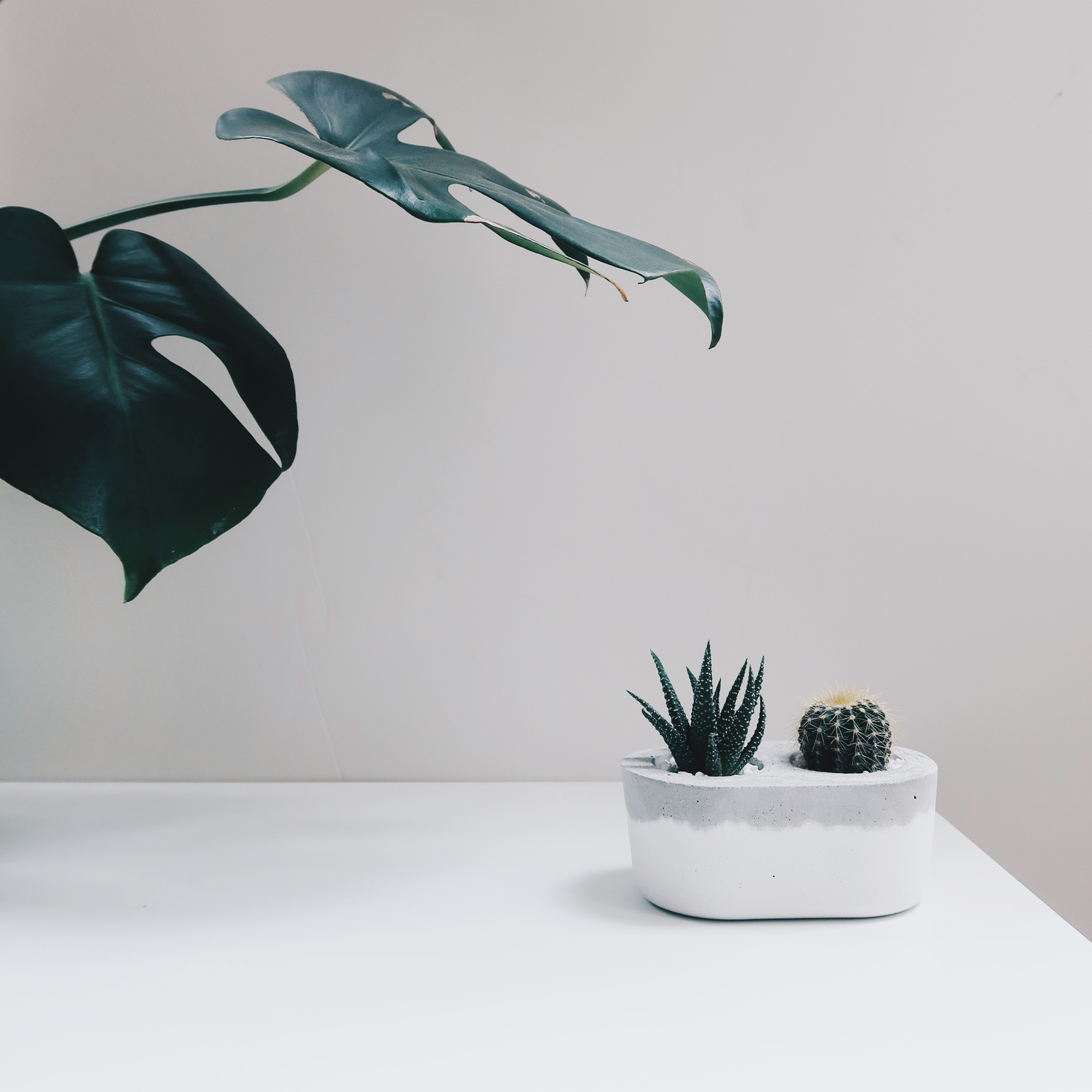 TOGETHER 在一起 / 多肉&仙人掌水泥盆栽