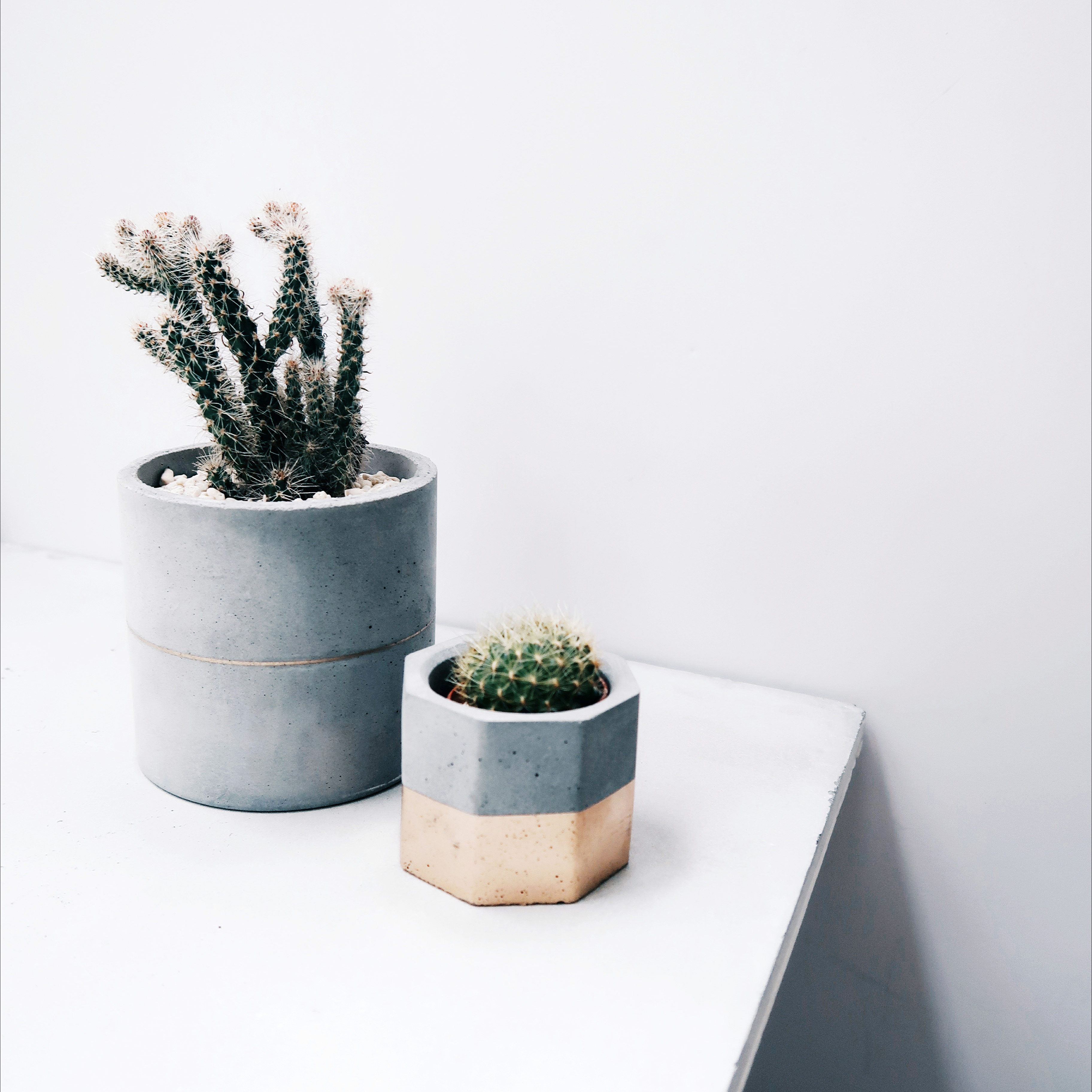 GOLDEN JUBILEE 金色陛下 / 多肉・仙人掌幾何水泥盆栽 2 入組