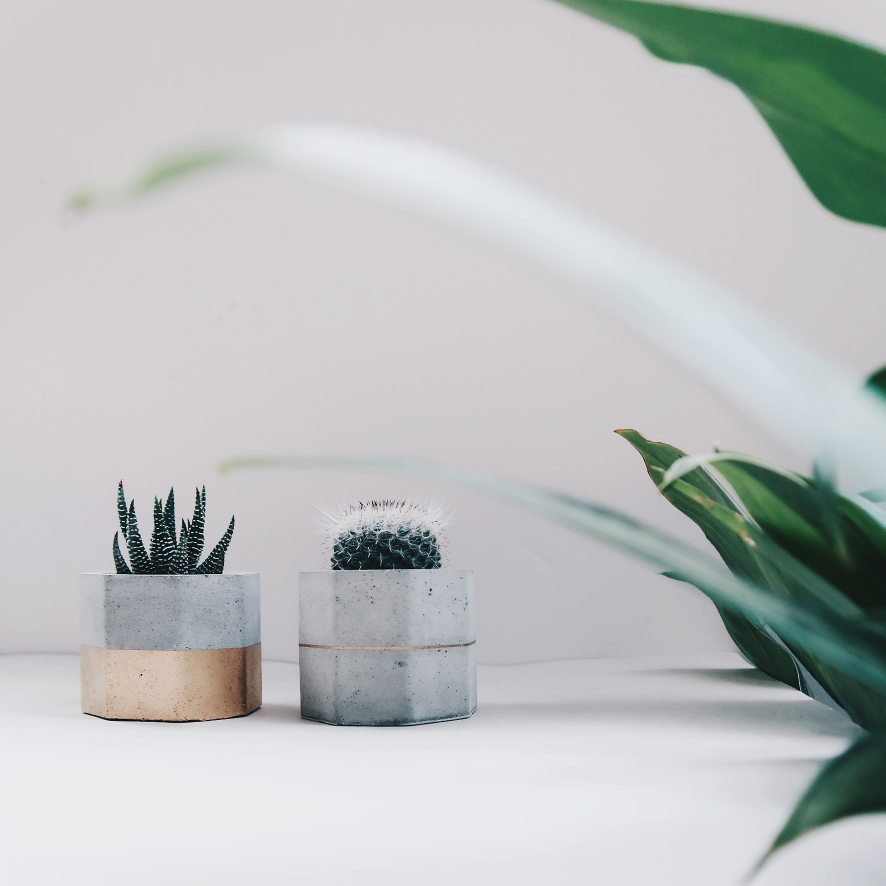 GOLDEN JUBILEE 金色陛下 / 多肉・仙人掌幾何水泥盆栽 2 入組