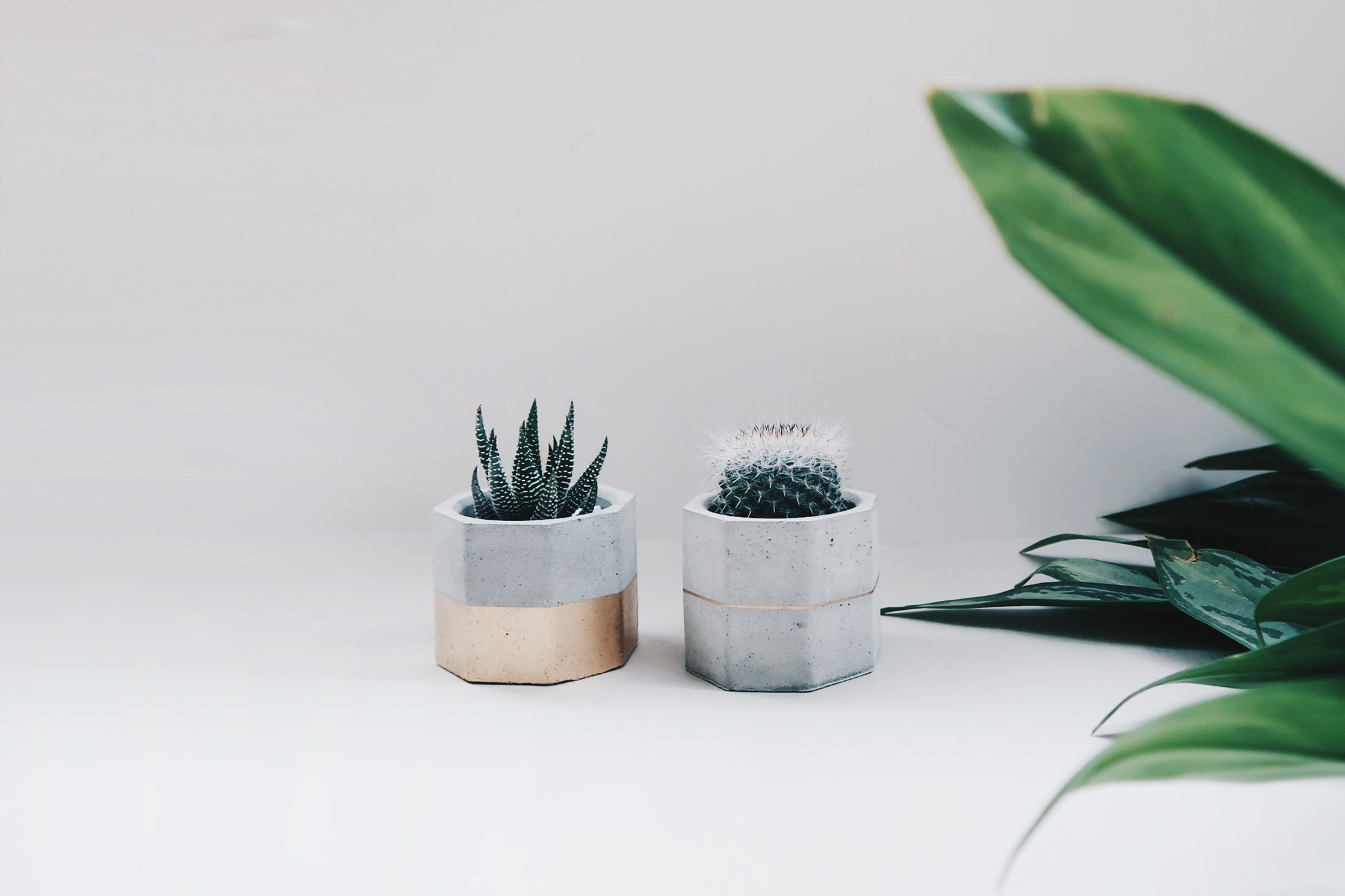 GOLDEN JUBILEE 金色陛下 / 多肉・仙人掌幾何水泥盆栽 2 入組