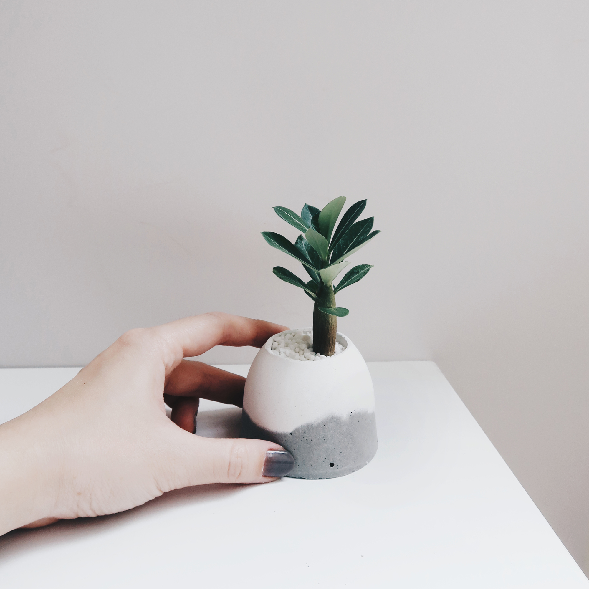 HILL ISLAND 小島山沙漠玫瑰雪景水泥盆栽