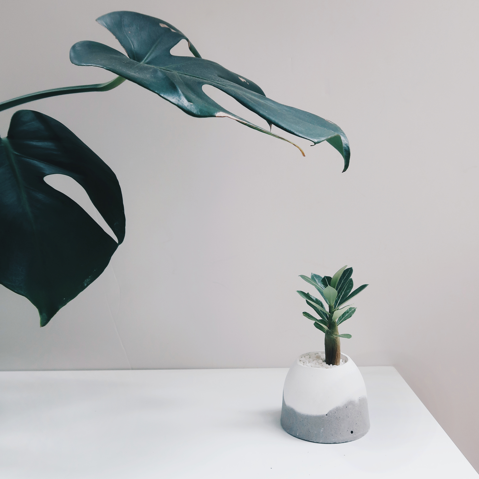 HILL ISLAND 小島山沙漠玫瑰雪景水泥盆栽