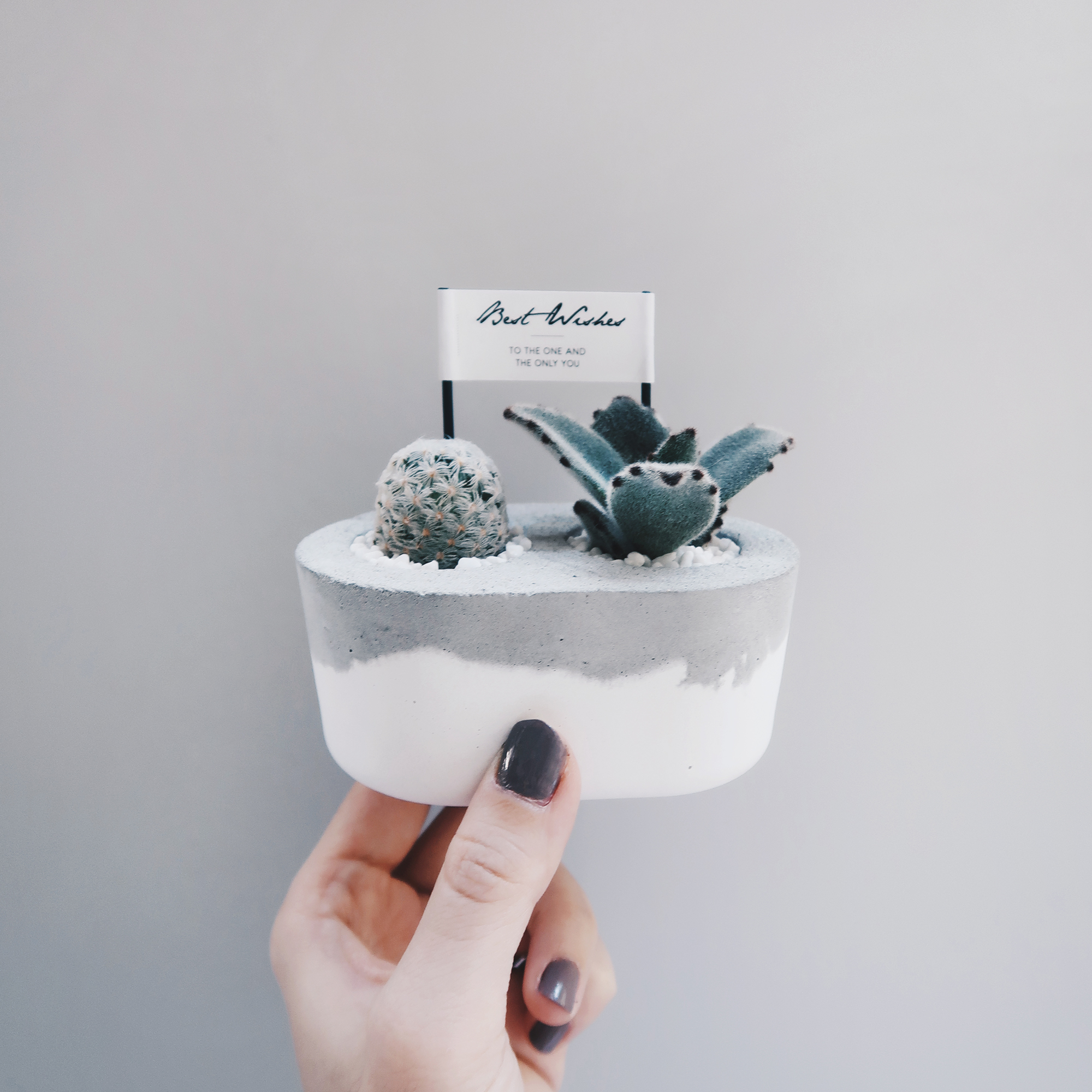 TOGETHER 在一起 / 多肉&仙人掌水泥盆栽