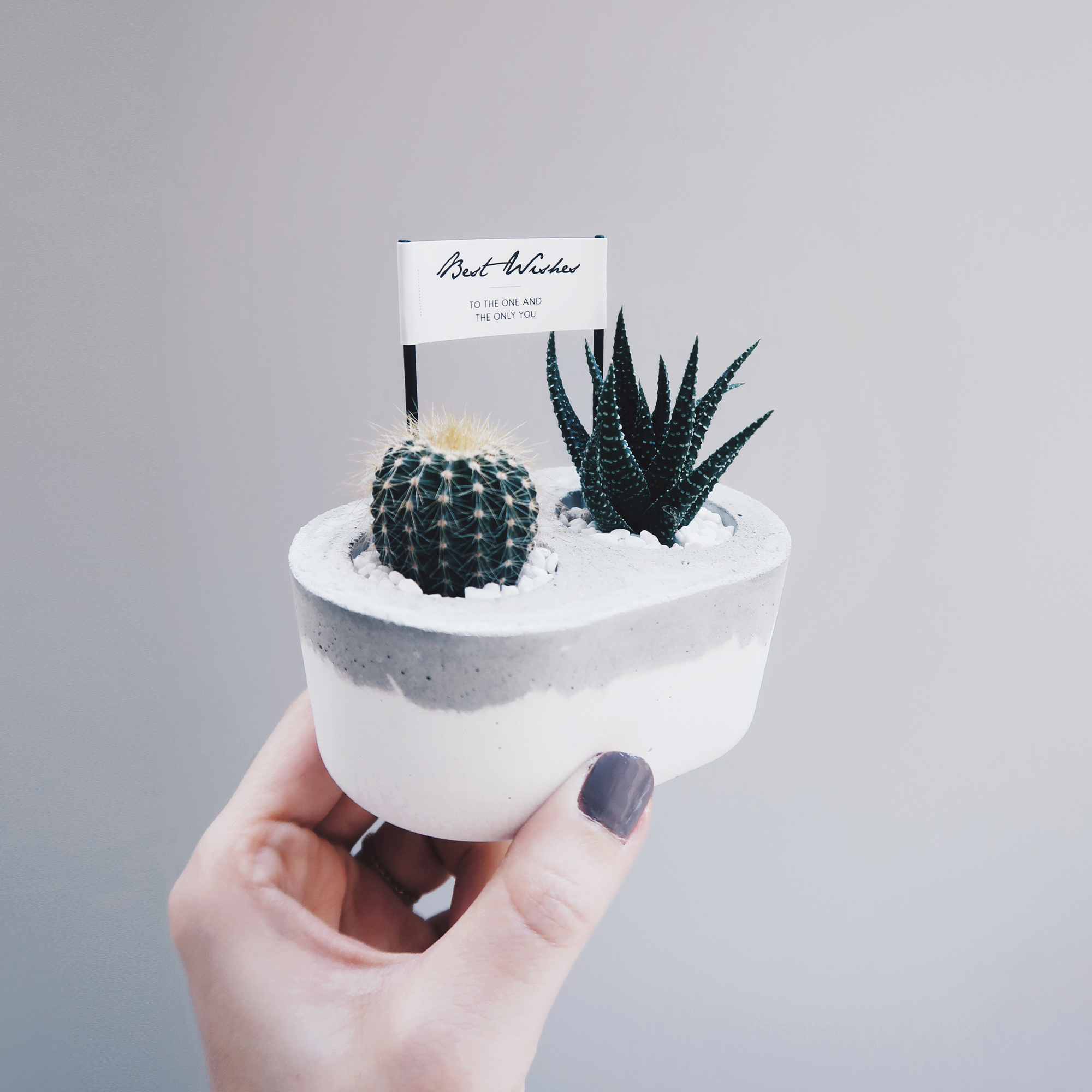 TOGETHER 在一起 / 多肉&仙人掌水泥盆栽