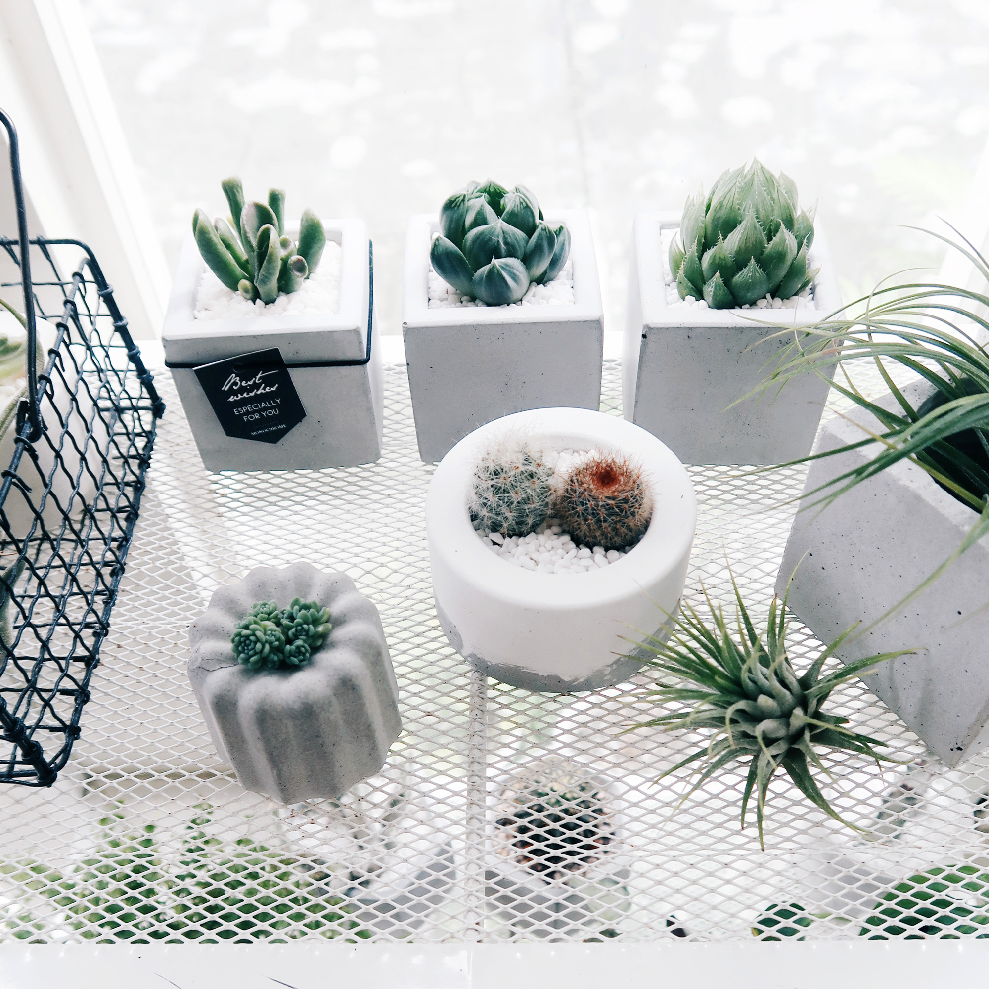 SINGLE HOUSE 單身公寓 / 極簡方形多肉水泥盆栽