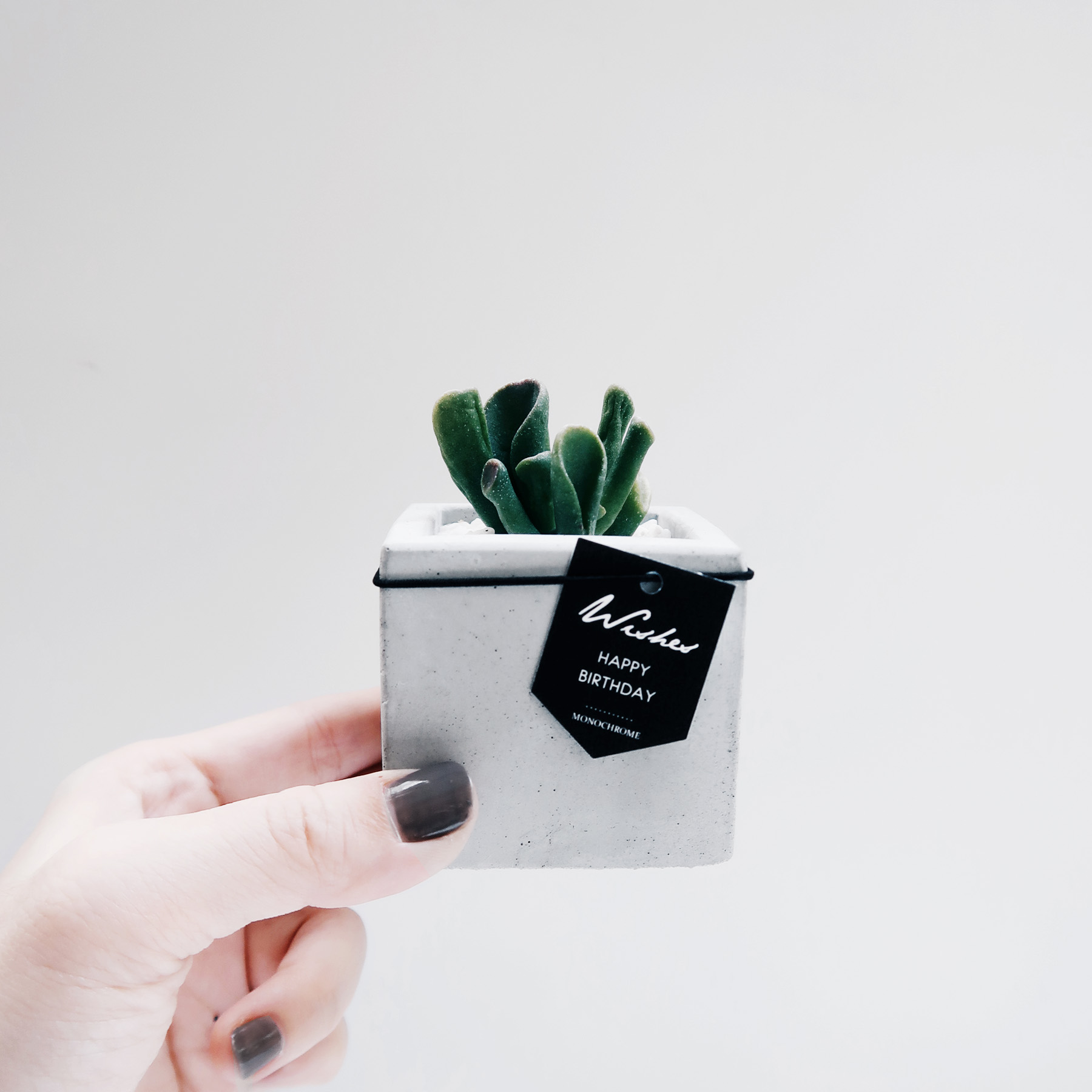 SINGLE HOUSE 單身公寓 / 極簡方形史瑞克多肉水泥盆栽