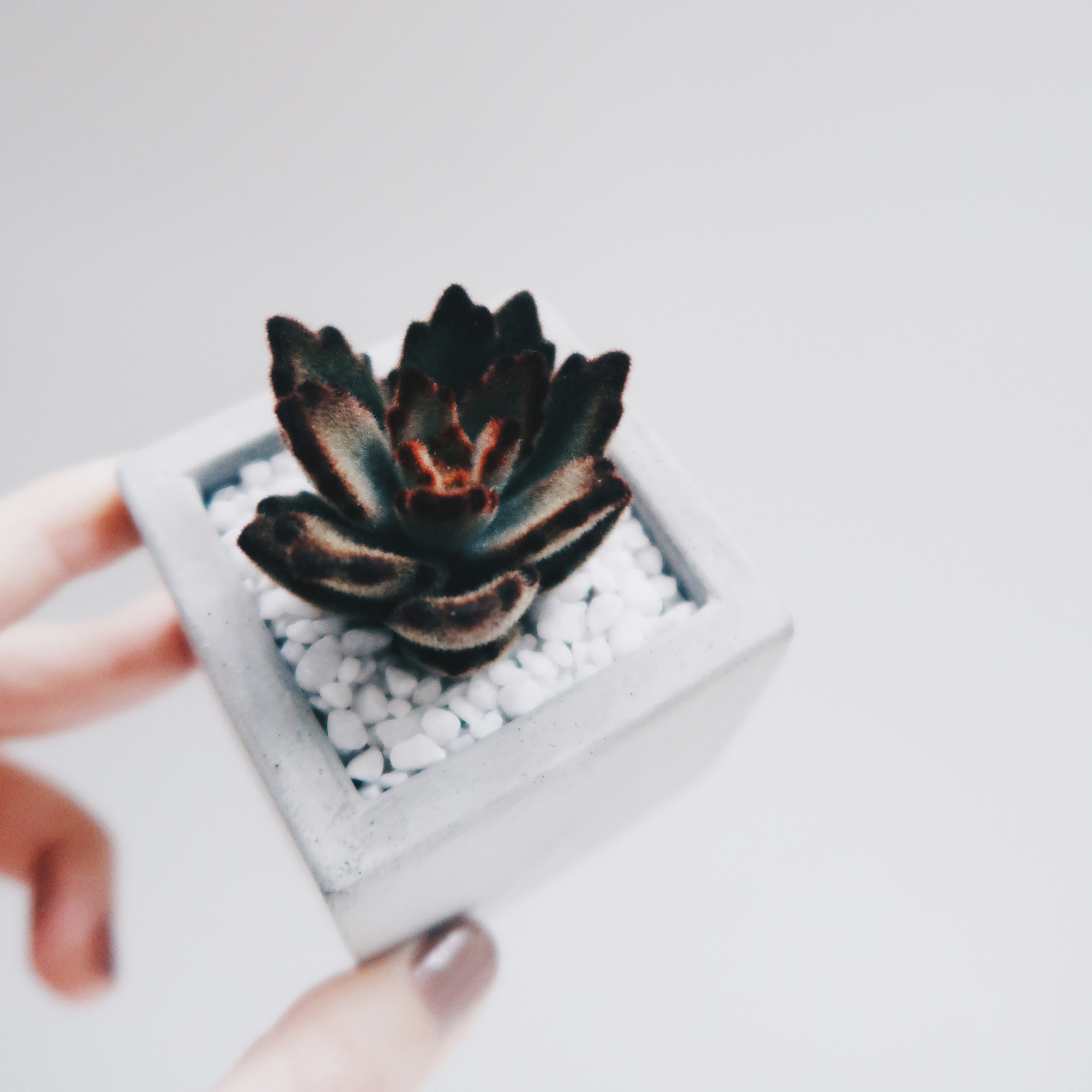 SINGLE HOUSE 單身公寓 / 極簡方形玫瑰黑兔水泥盆栽