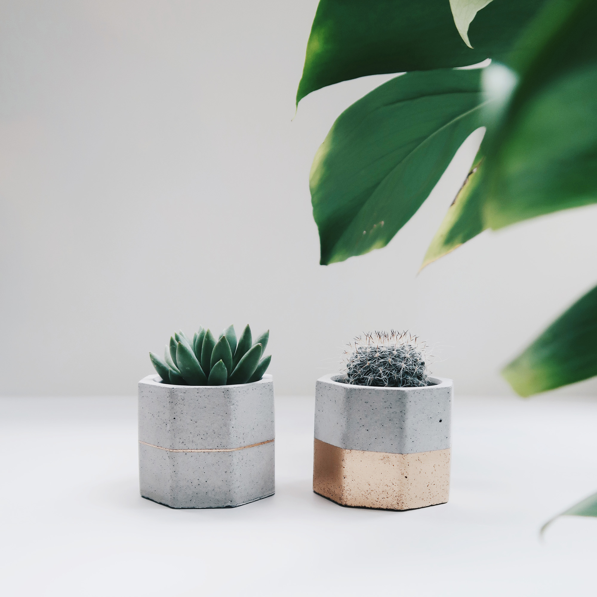 GOLDEN JUBILEE 金色陛下 / 多肉・仙人掌幾何水泥盆栽 2 入組