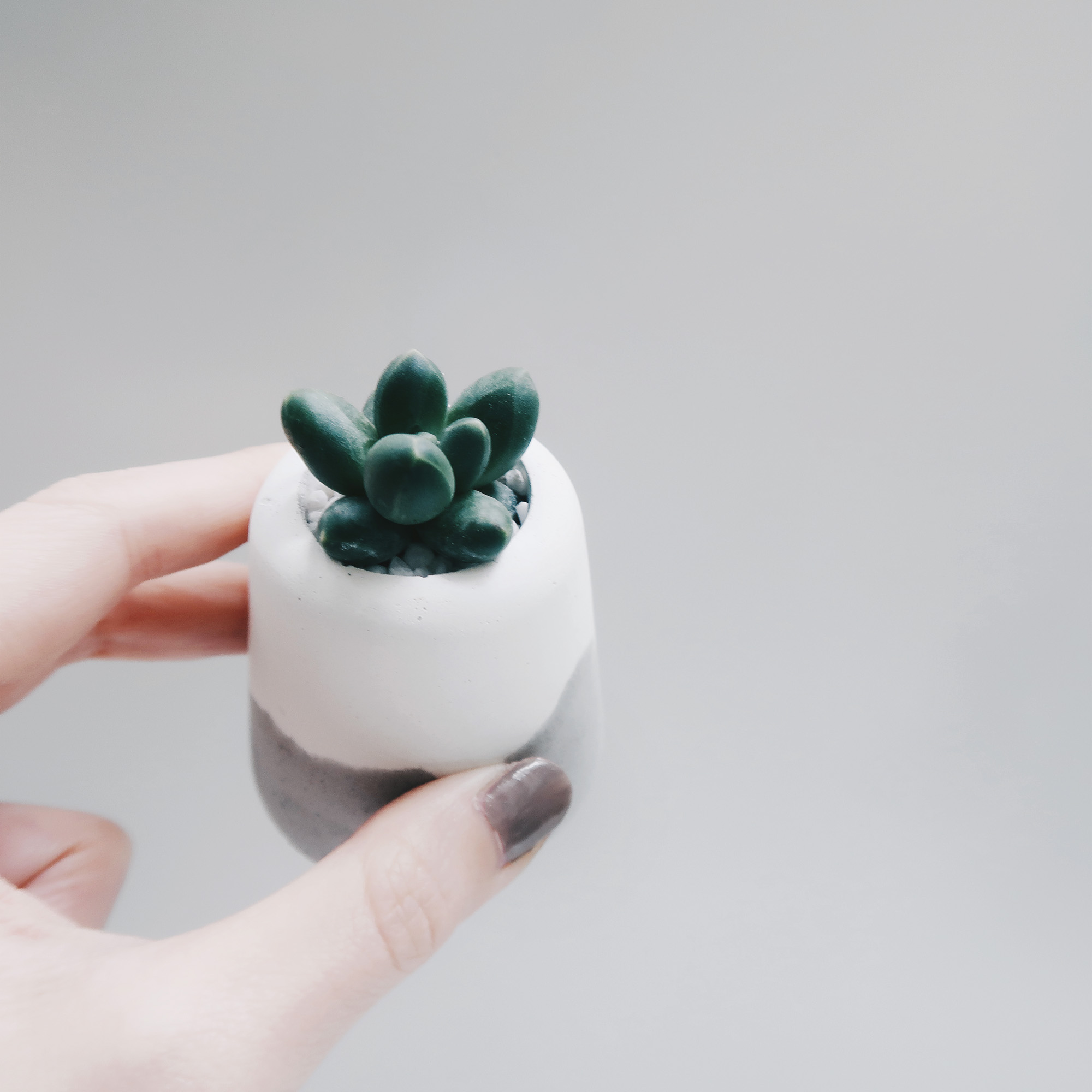 SNOW VOLCAN 雪火山空氣鳳梨水泥盆栽