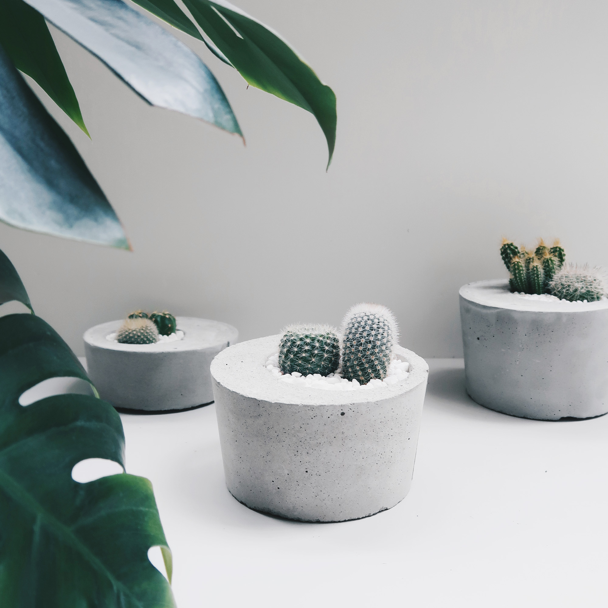 不對稱小島 / 仙人掌水泥植栽創作