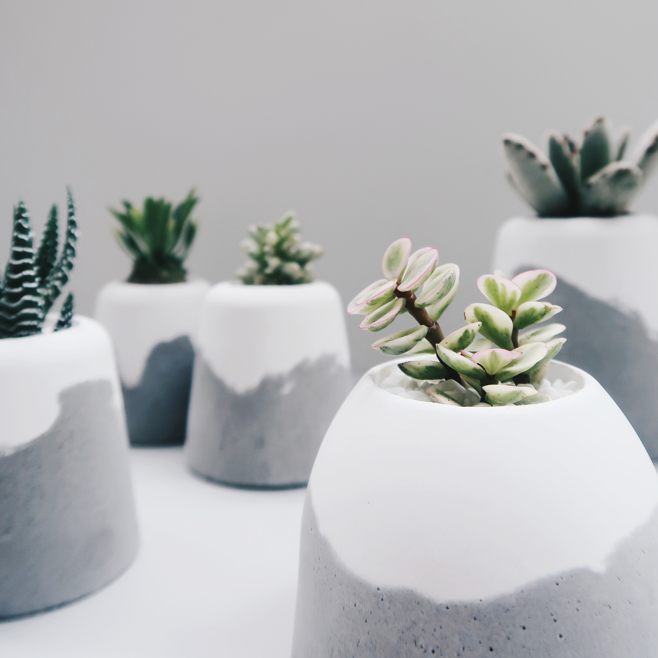 HILL ISLAND 小島山多肉雪景水泥盆栽