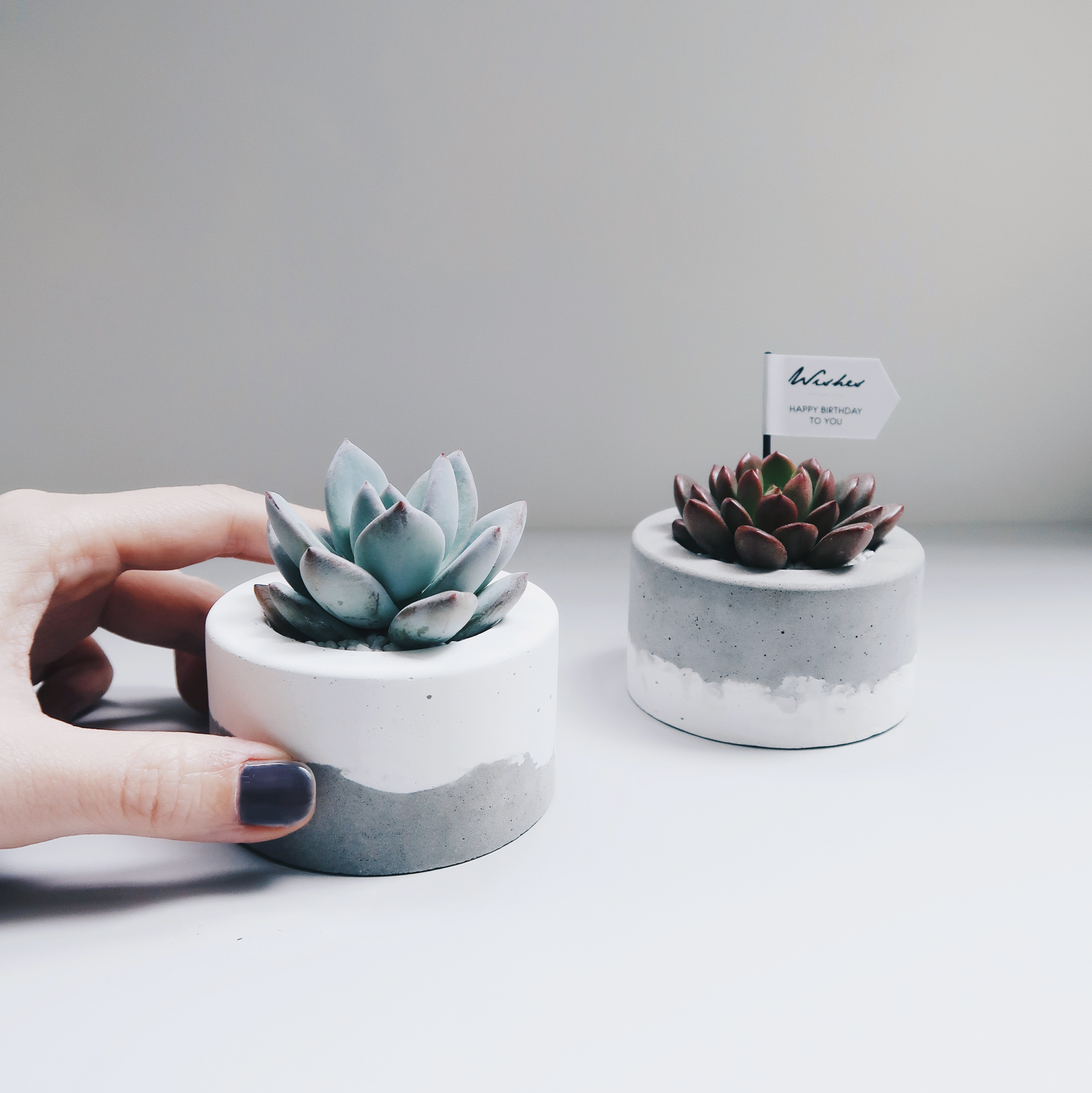 LITTLE CAKE 小圓蛋糕雙層鮮奶油水泥盆器