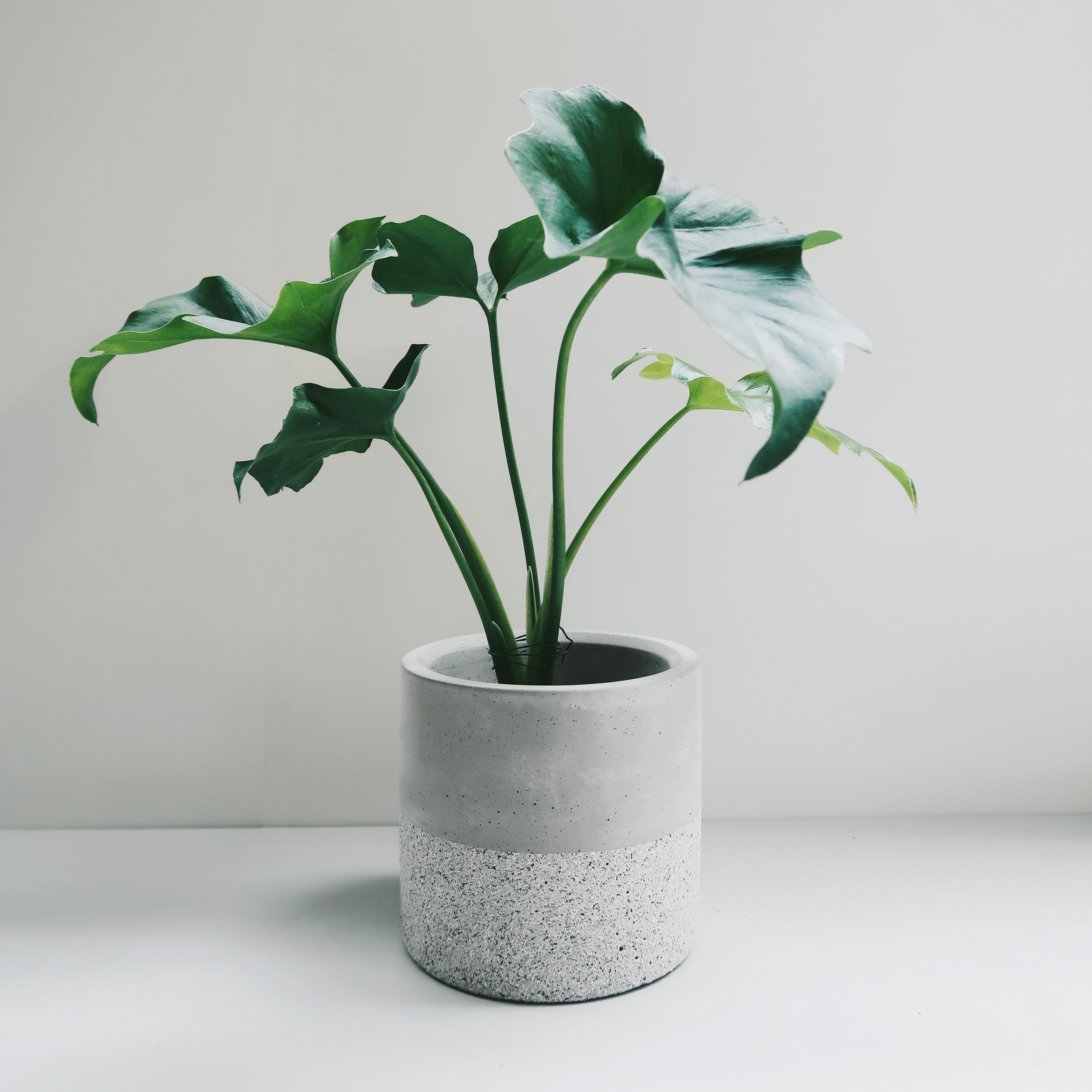 Concrete Design 花崗岩深圓水泥盆器・花盆・花器