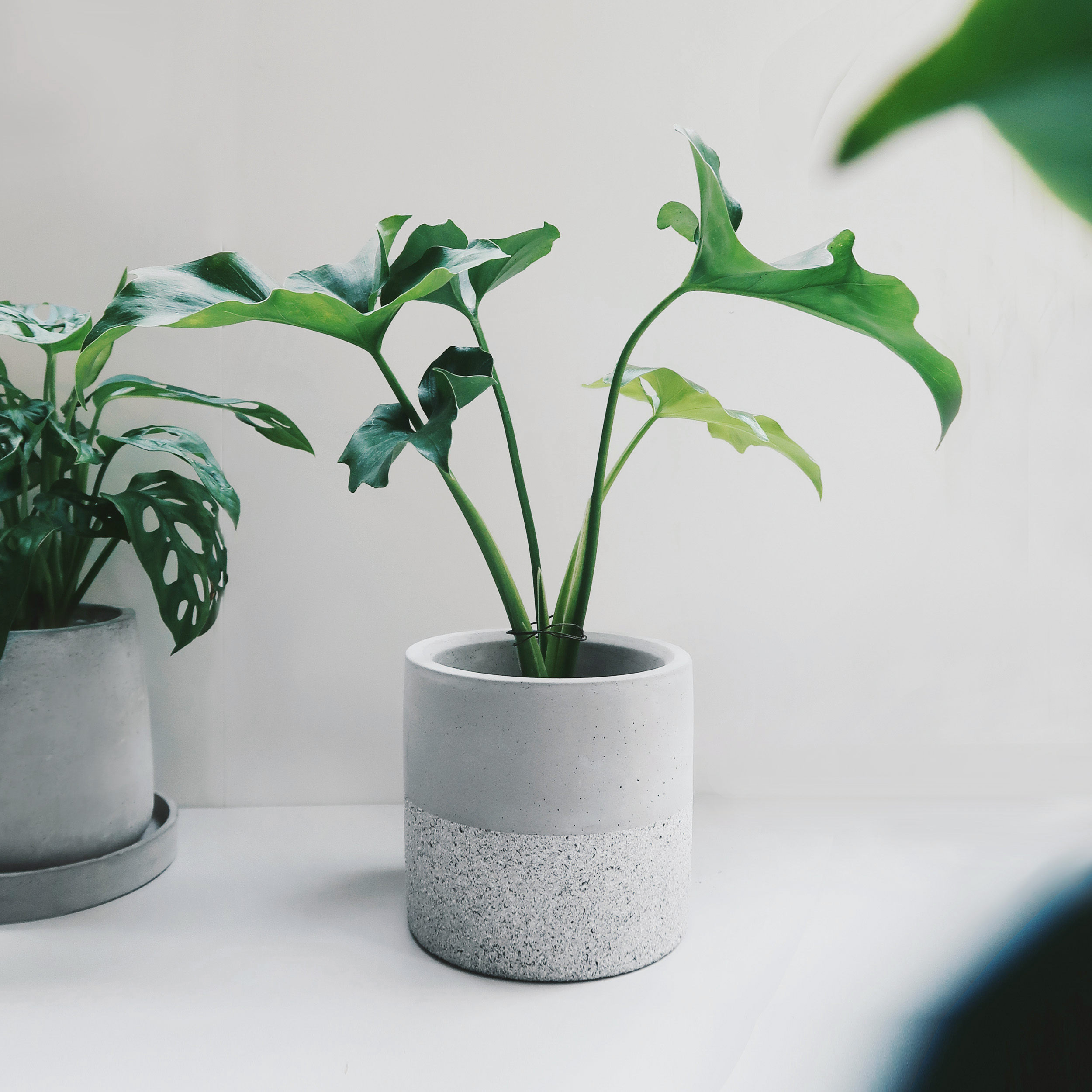 GRANITE 花崗岩深圓水泥設計家飾・盆器・盆栽