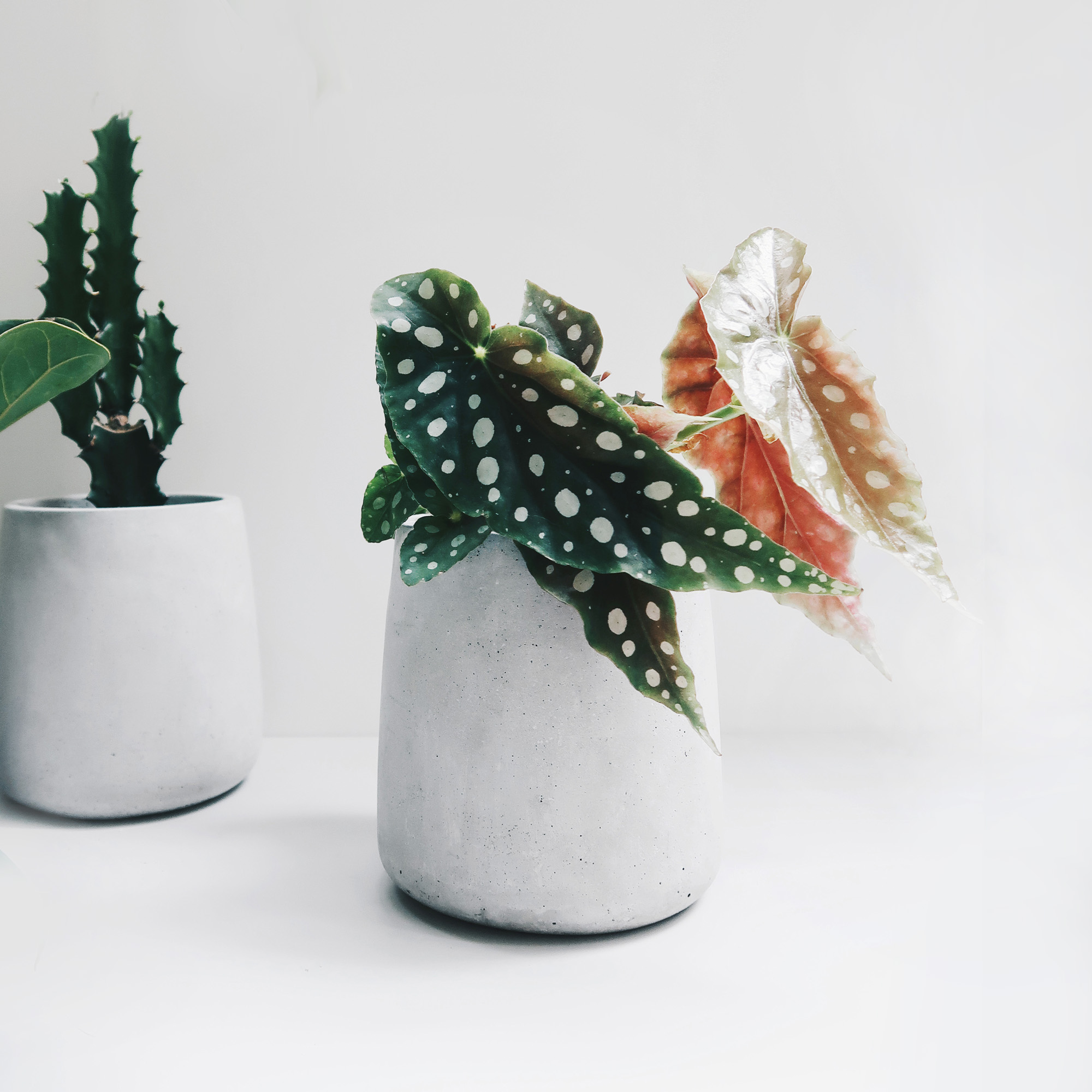 PURE 圓弧錐形水泥設計家飾・盆器・盆栽