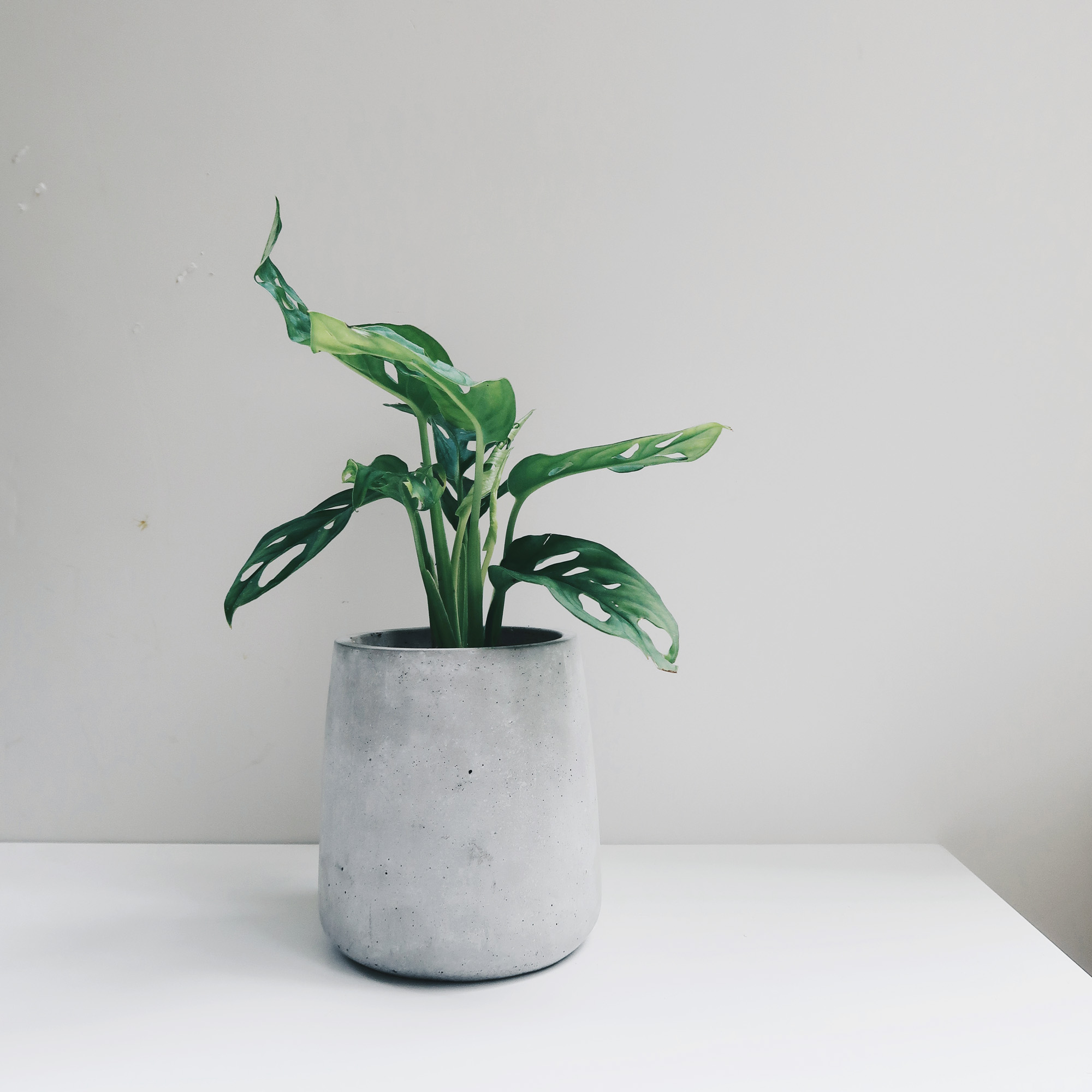 Home Decor 水泥家飾・居家擺飾・植物生活・設計禮物