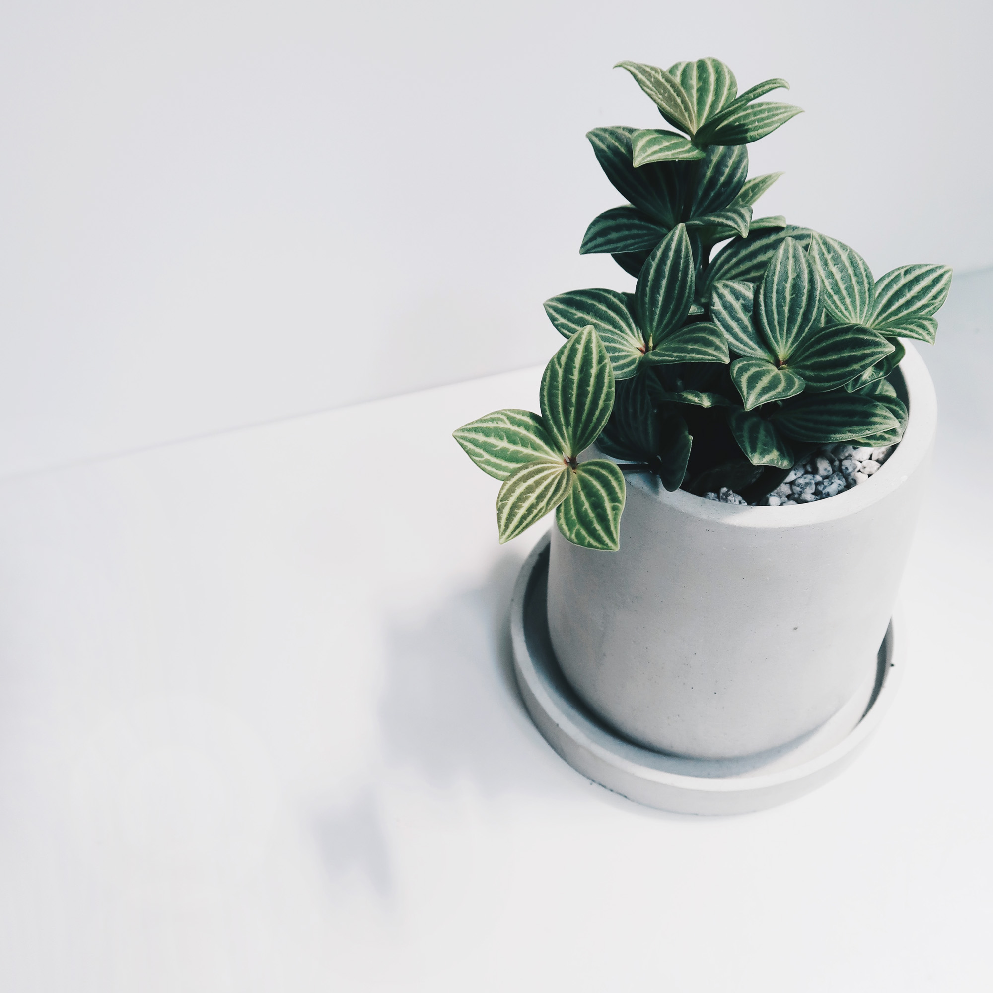 Concrete Design 水泥設計家飾・盆器・盆栽