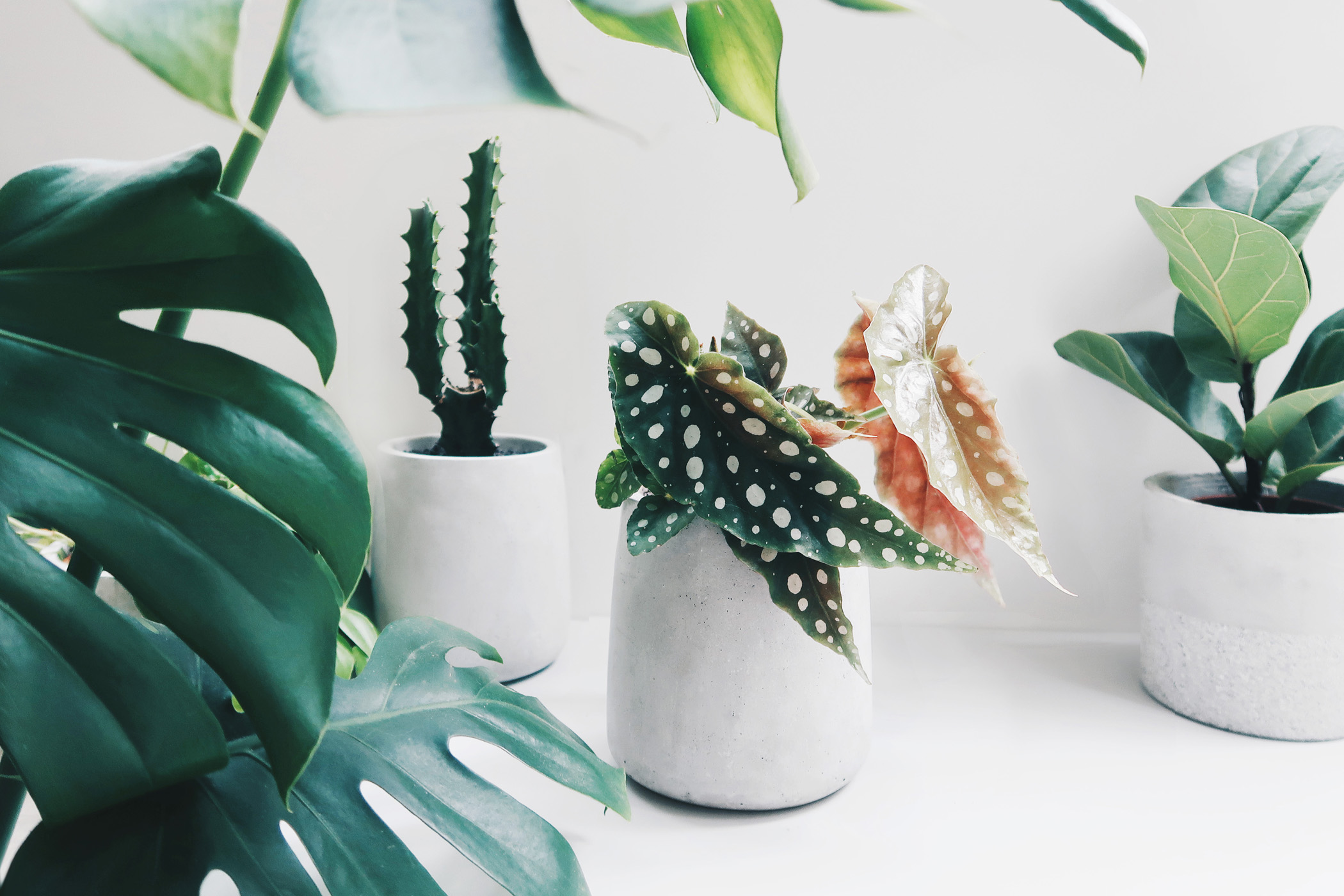 =PURE 圓弧錐形水泥盆器・花盆・花器