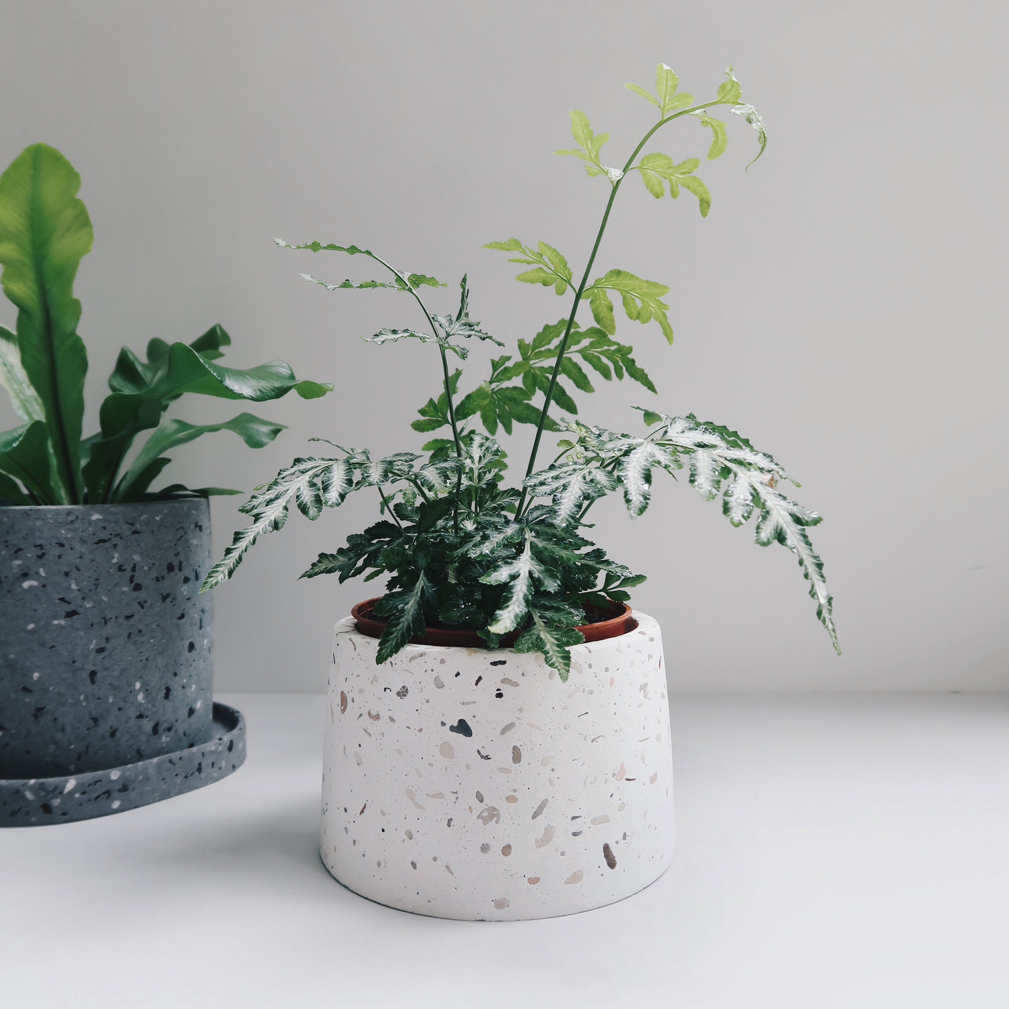 TERRAZZO 水磨石暮色迷霧梯形水泥盆器・盆器・盆栽