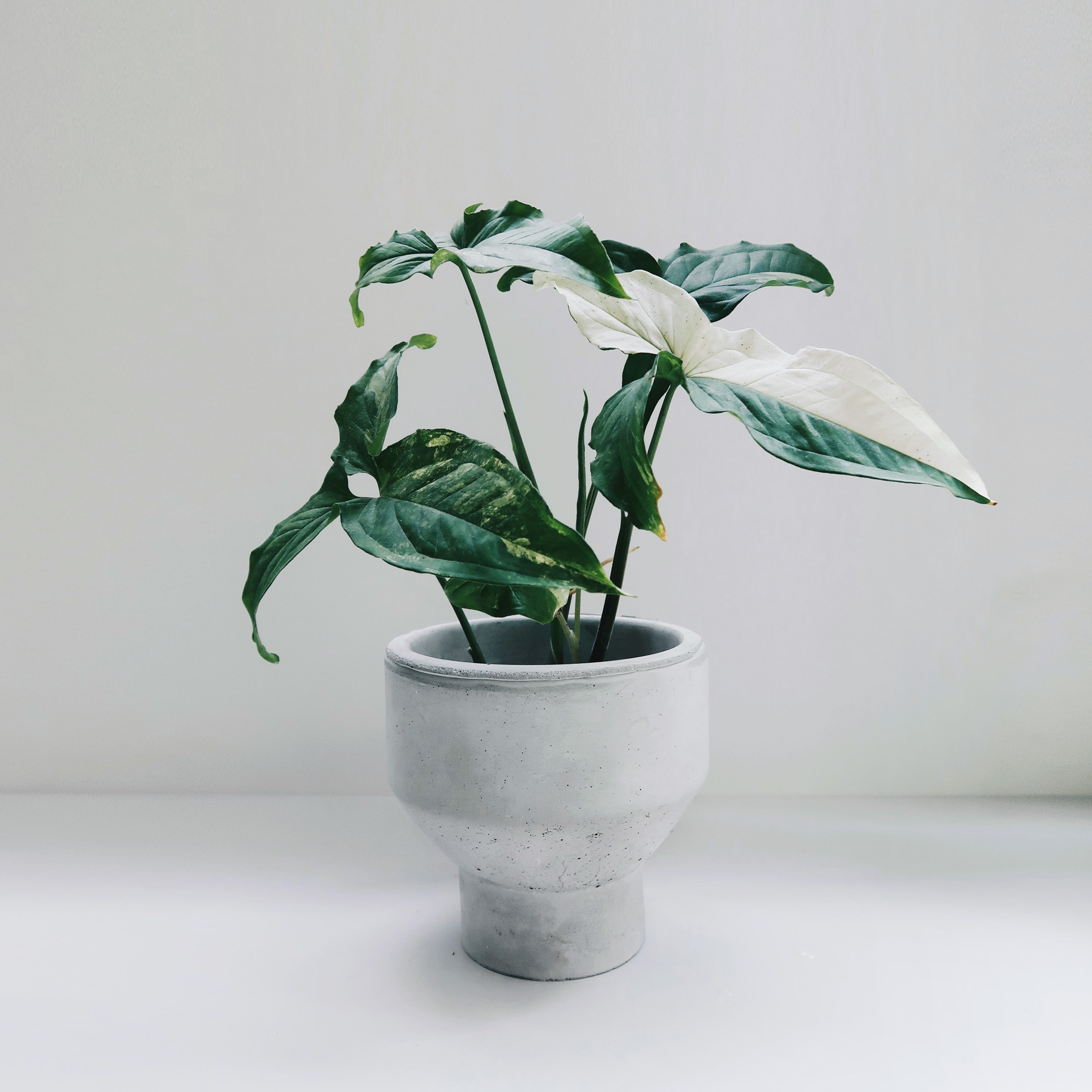 PURE 清水泥極簡寬口窄身水泥盆器・花盆・花瓶