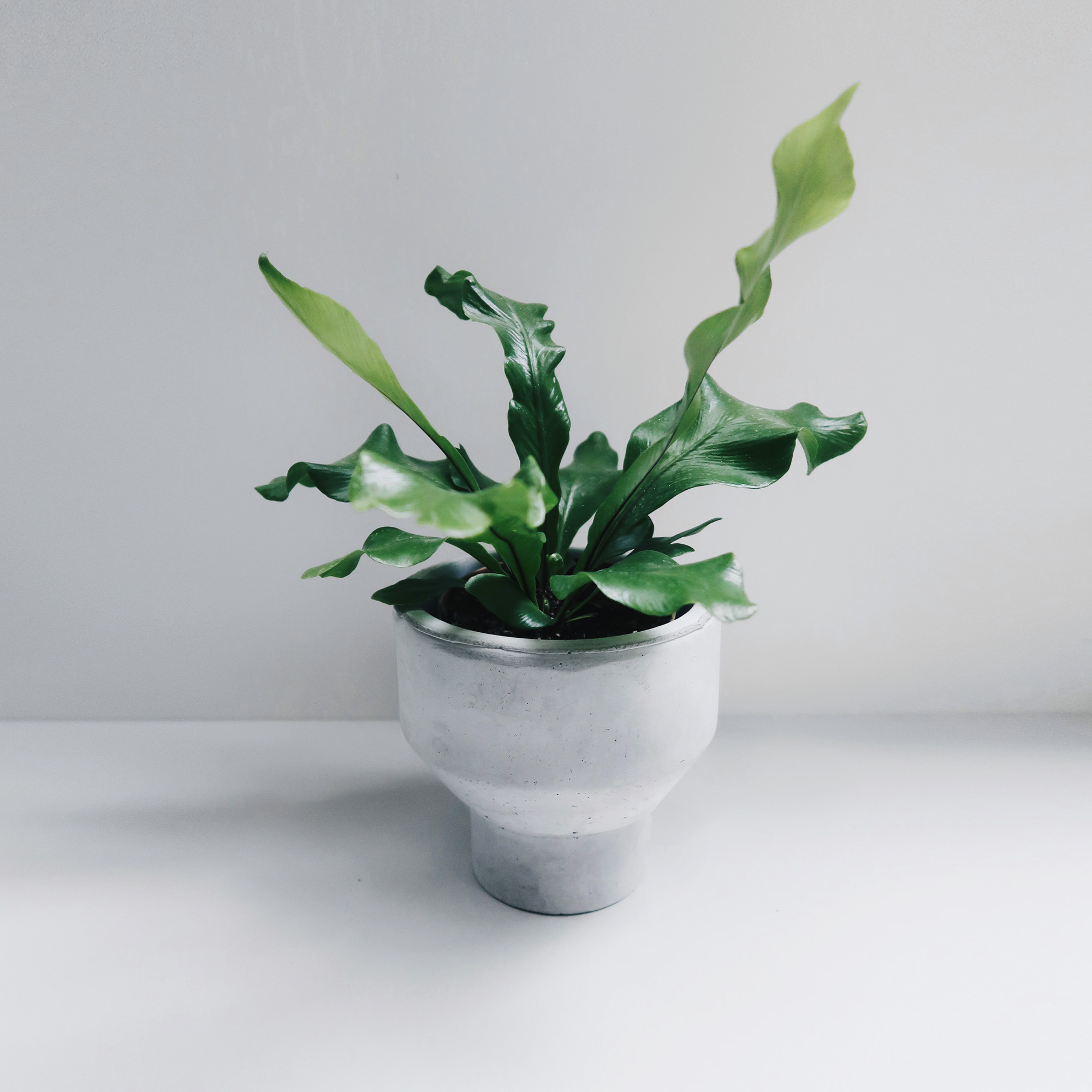 PURE 清水泥極簡寬口窄身水泥盆器・花盆・盆栽