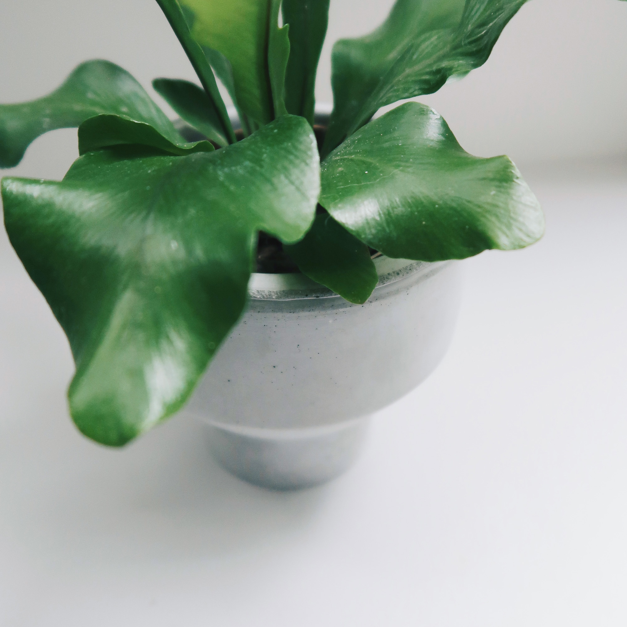 Concrete Design 水泥設計家飾・盆器・盆栽