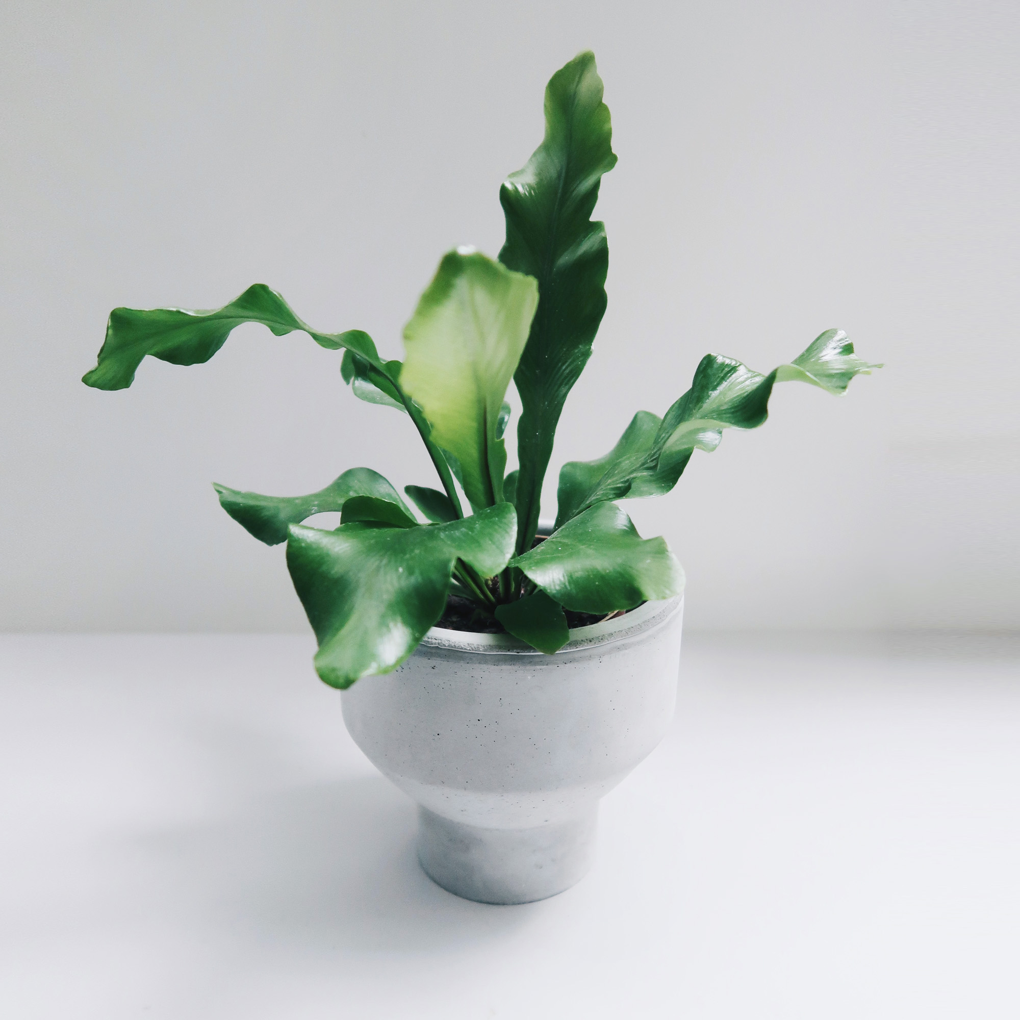 Home Decor 水泥家飾・居家擺飾・植物生活・設計禮物