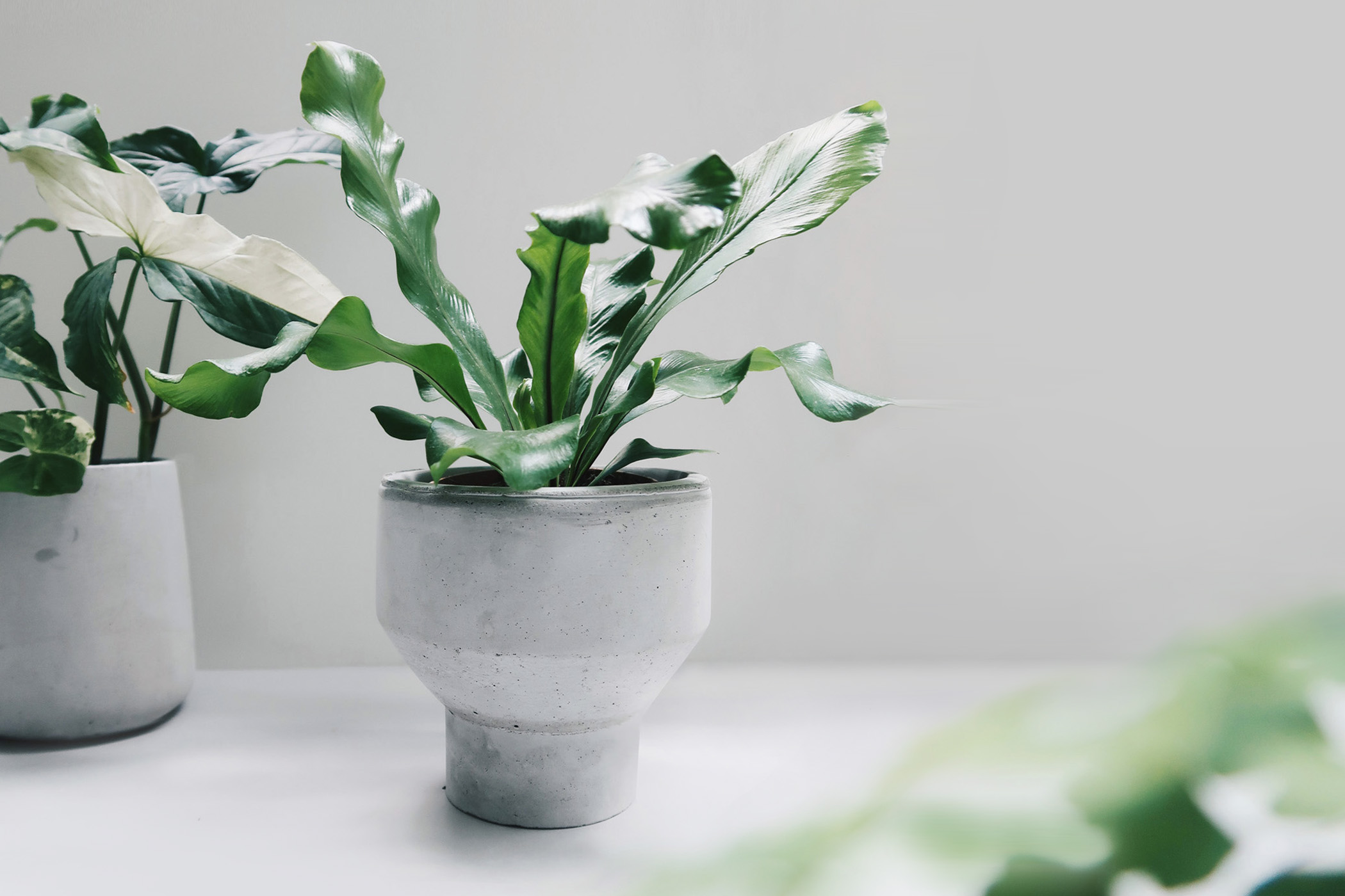 =PURE 清水泥極簡寬口窄身水泥盆器・花盆・花器