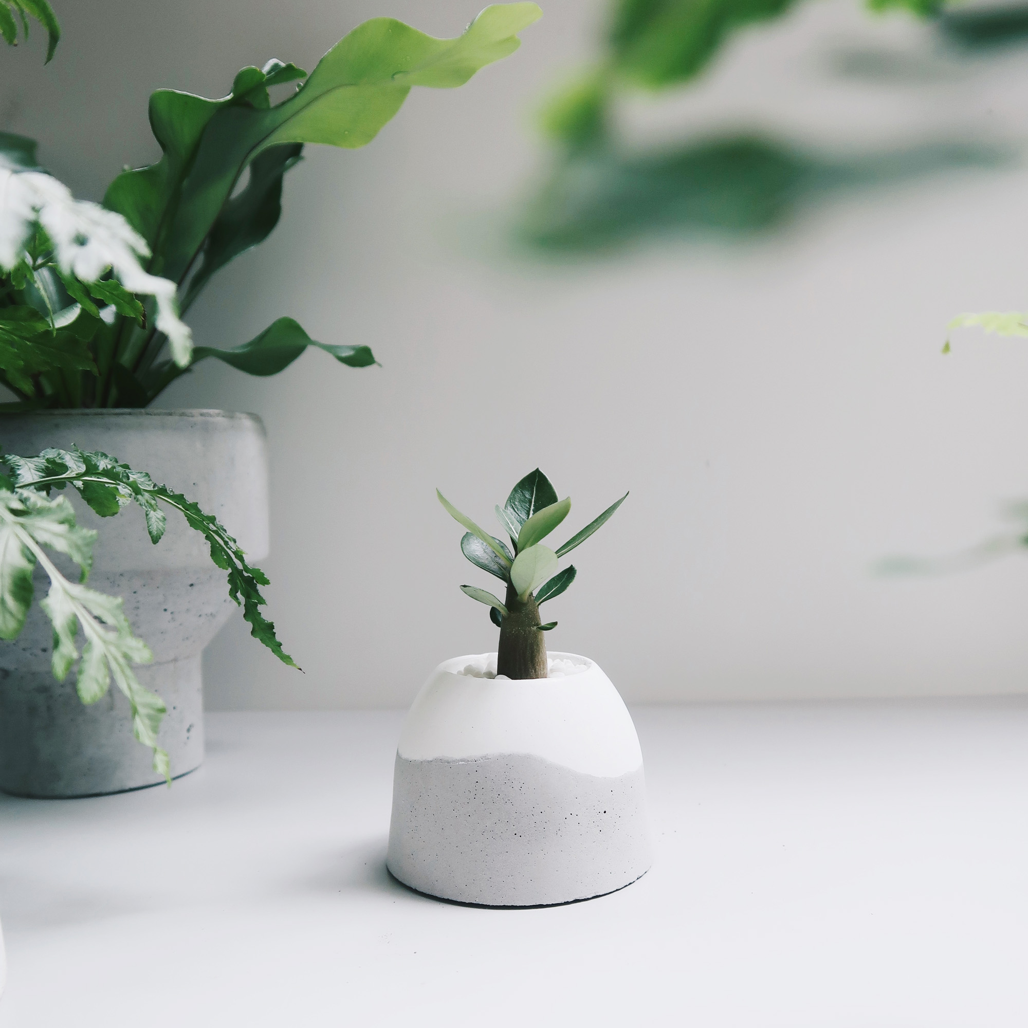 HILL ISLAND 小島山沙漠玫瑰雪景水泥盆栽